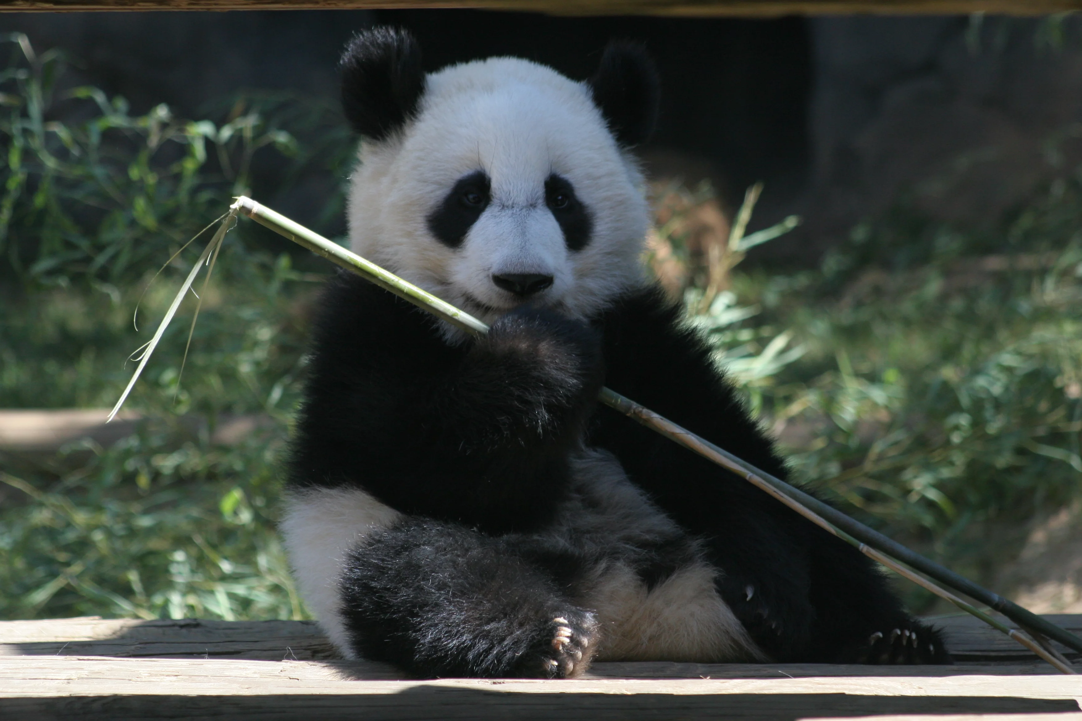 Zoo Atlanta