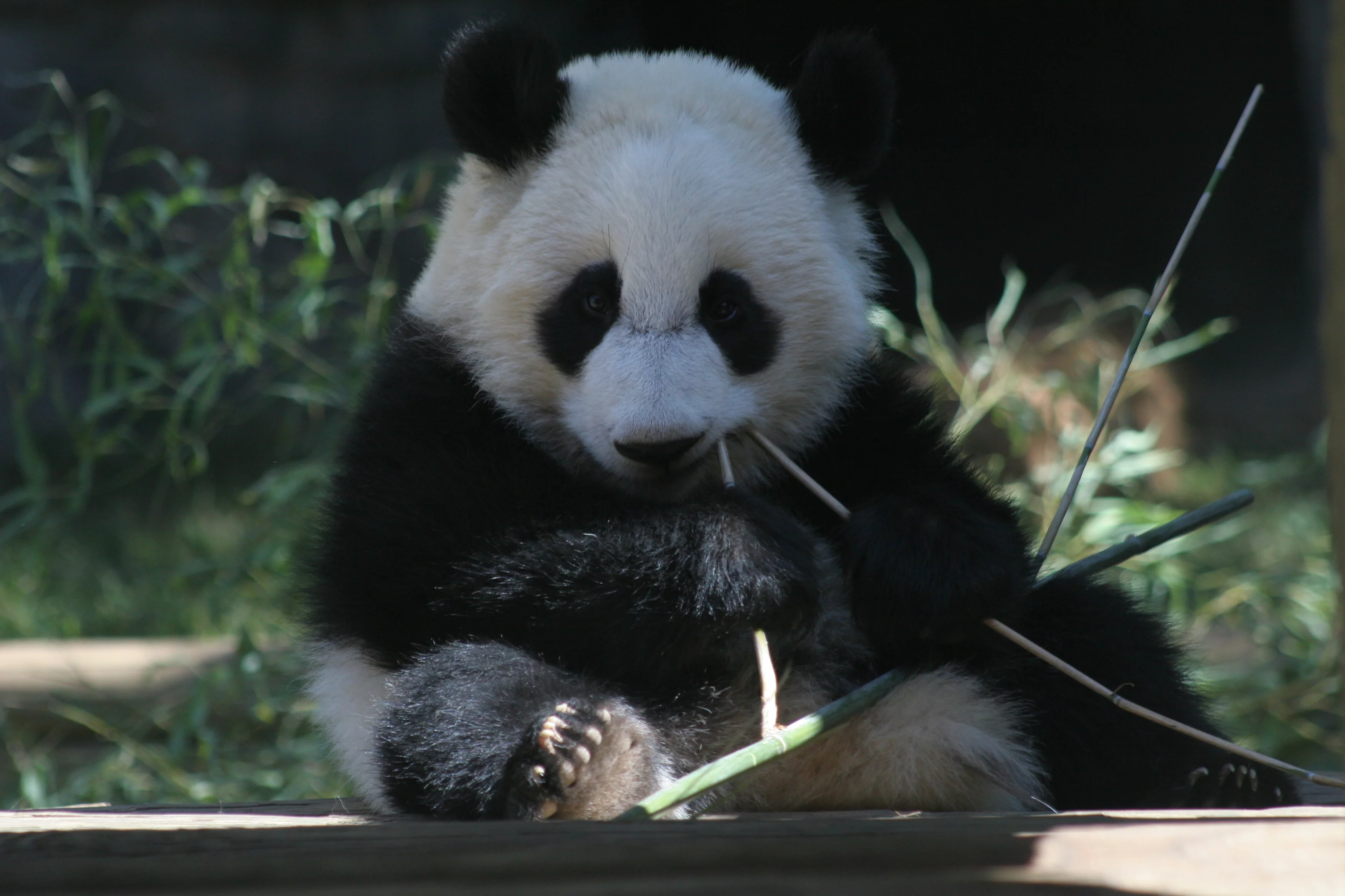 Zoo Atlanta