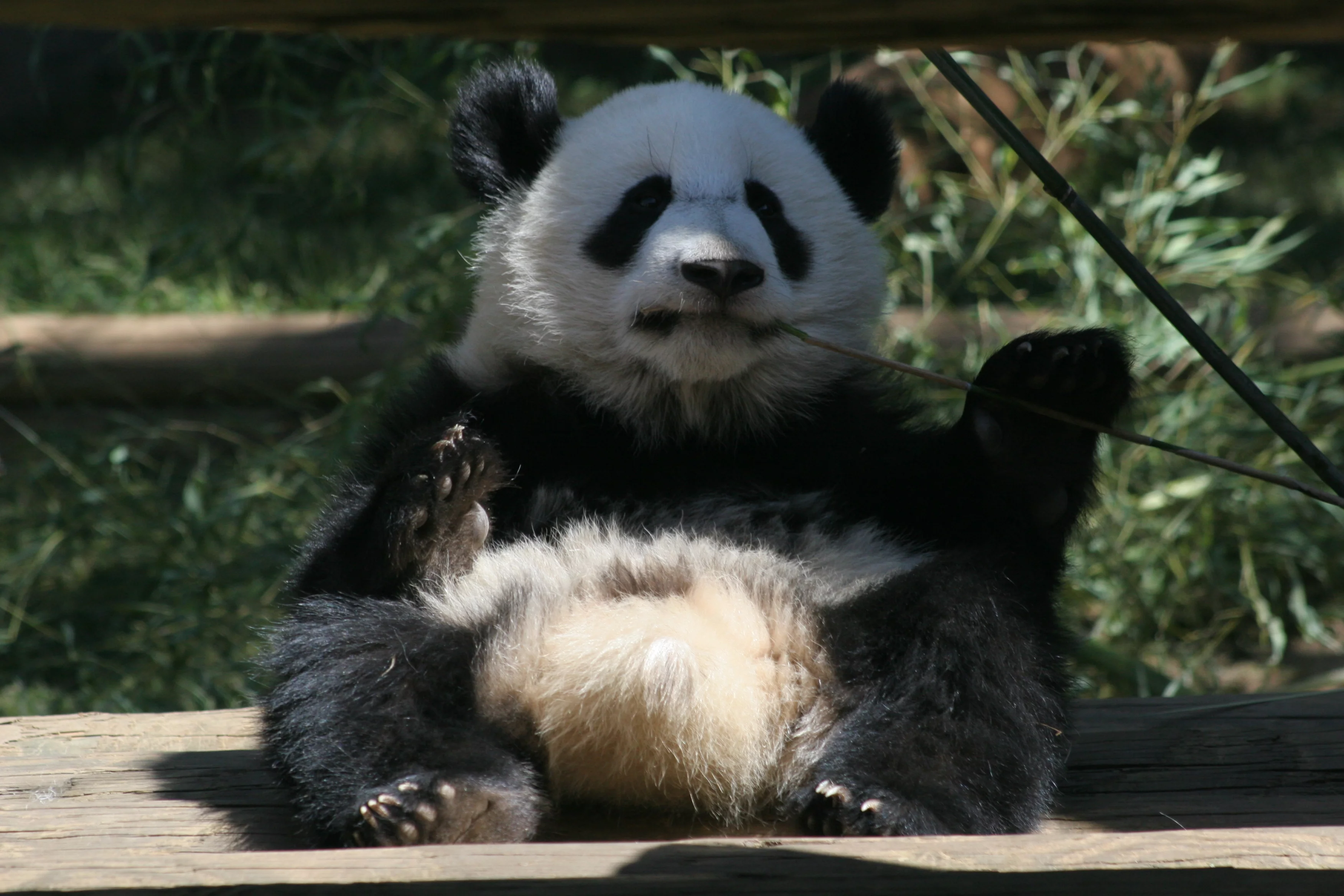 Zoo Atlanta
