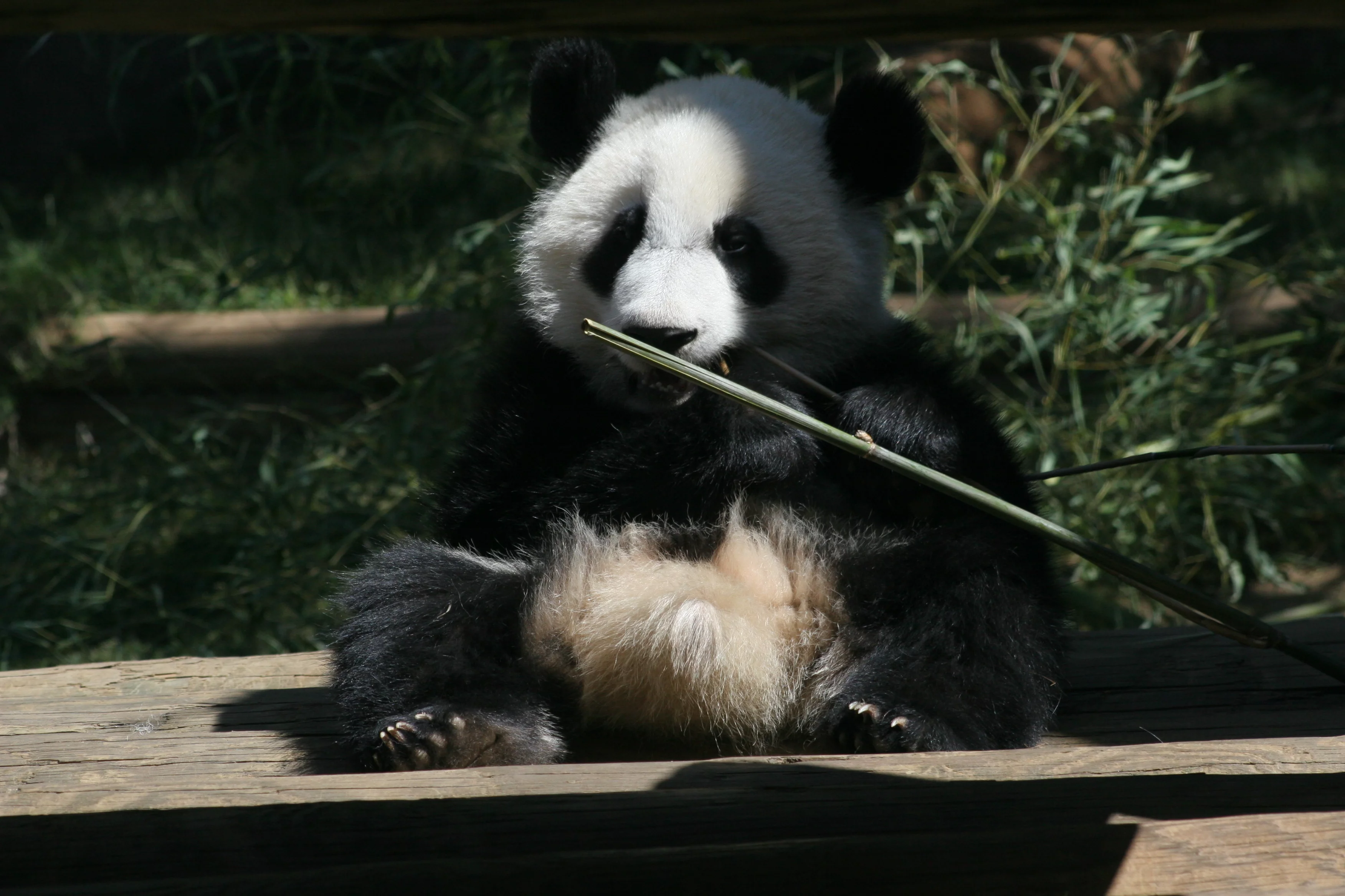 Zoo Atlanta