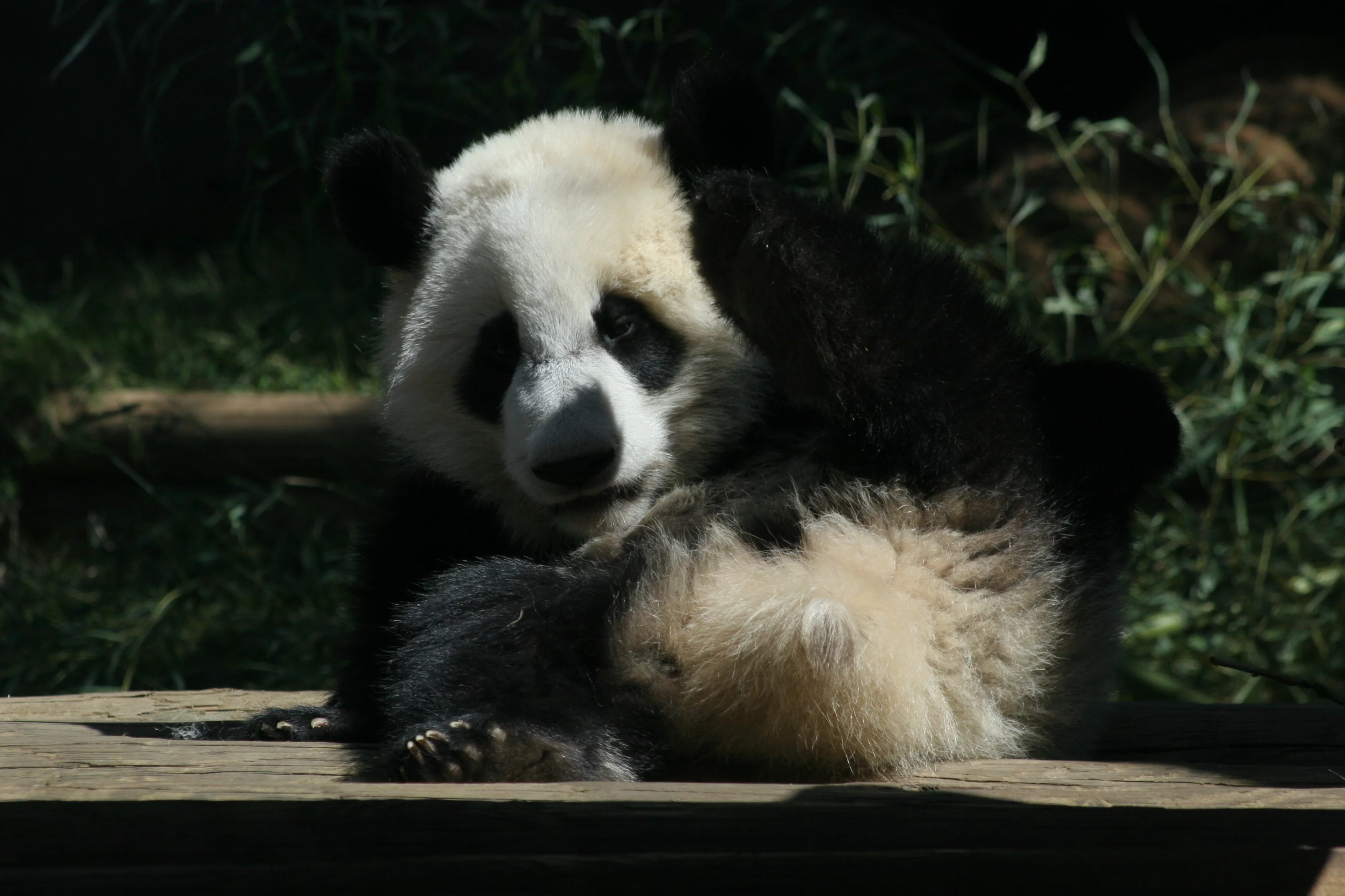 Zoo Atlanta
