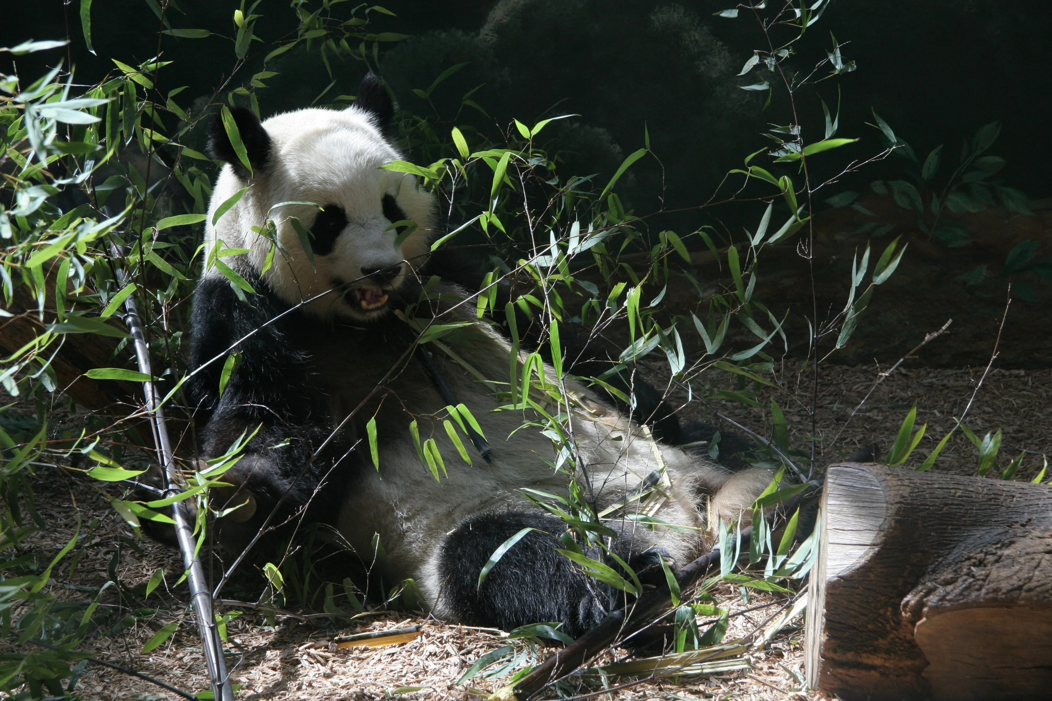 Zoo Atlanta