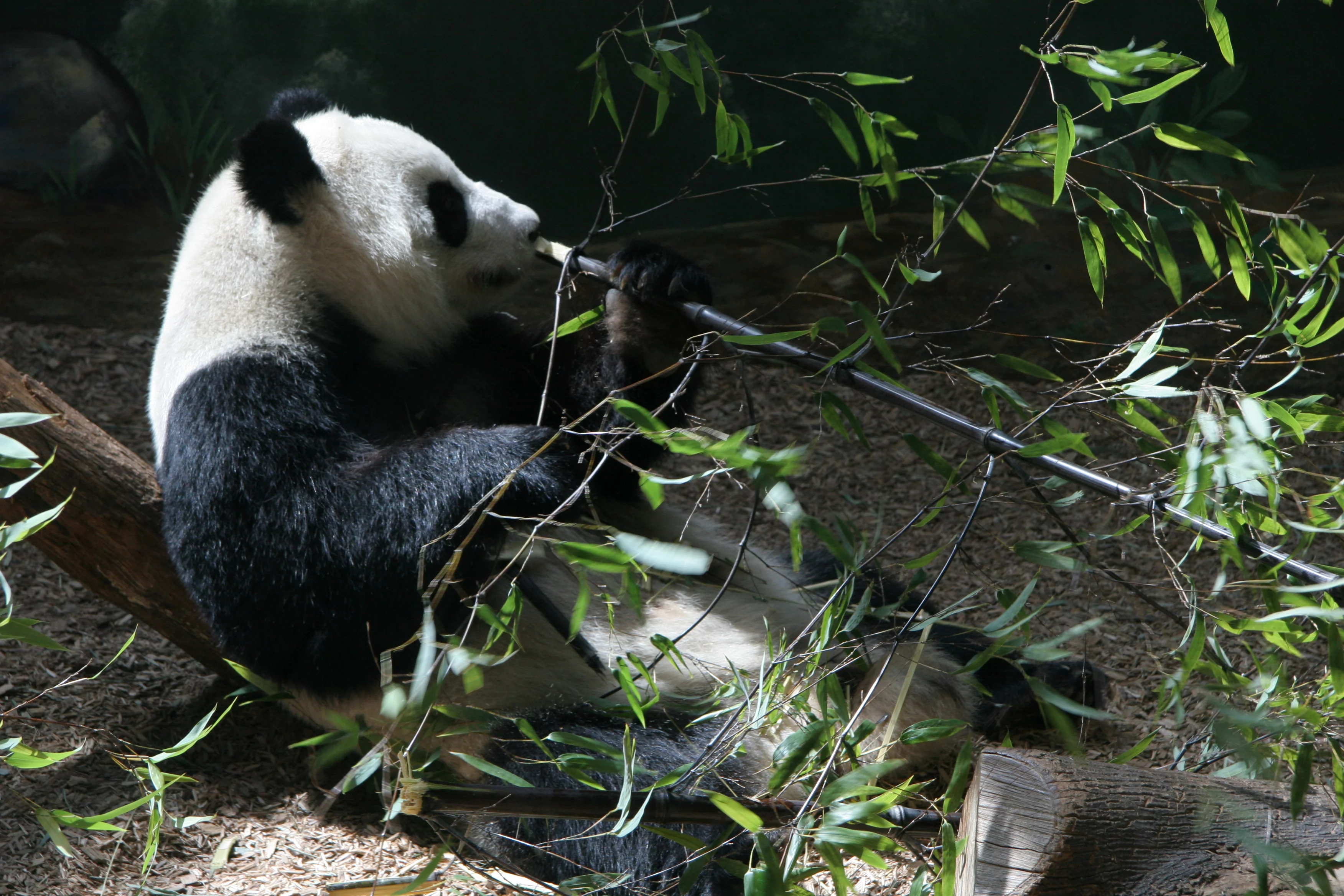 Zoo Atlanta