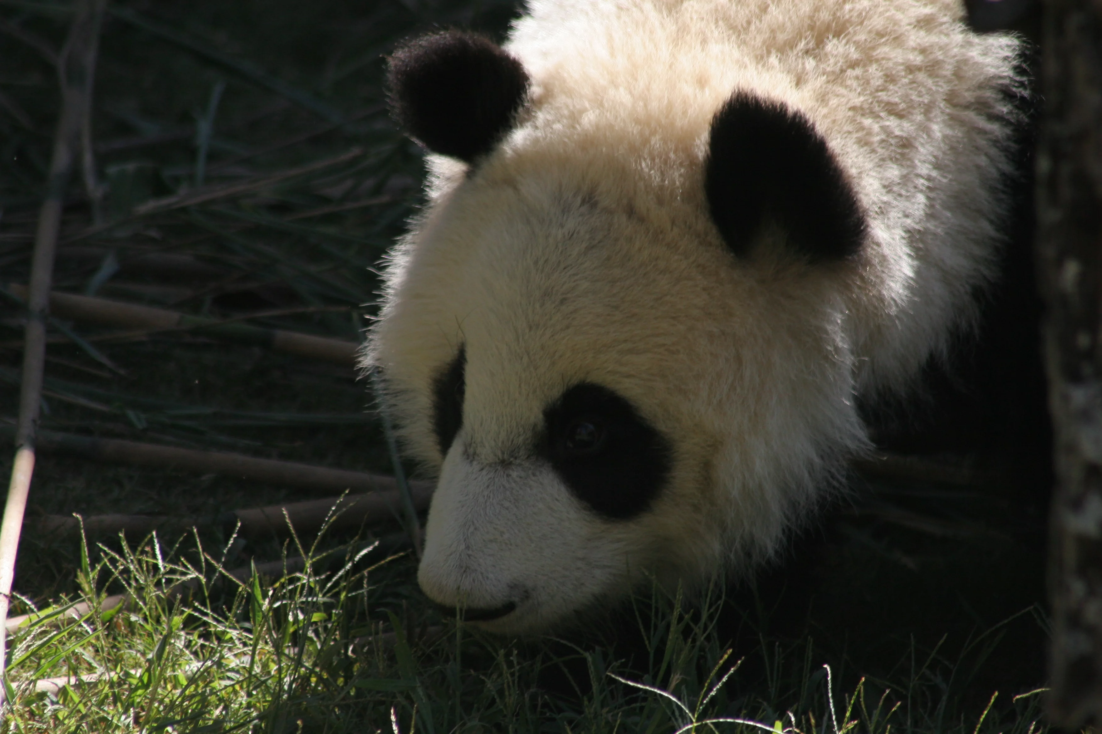 Zoo Atlanta