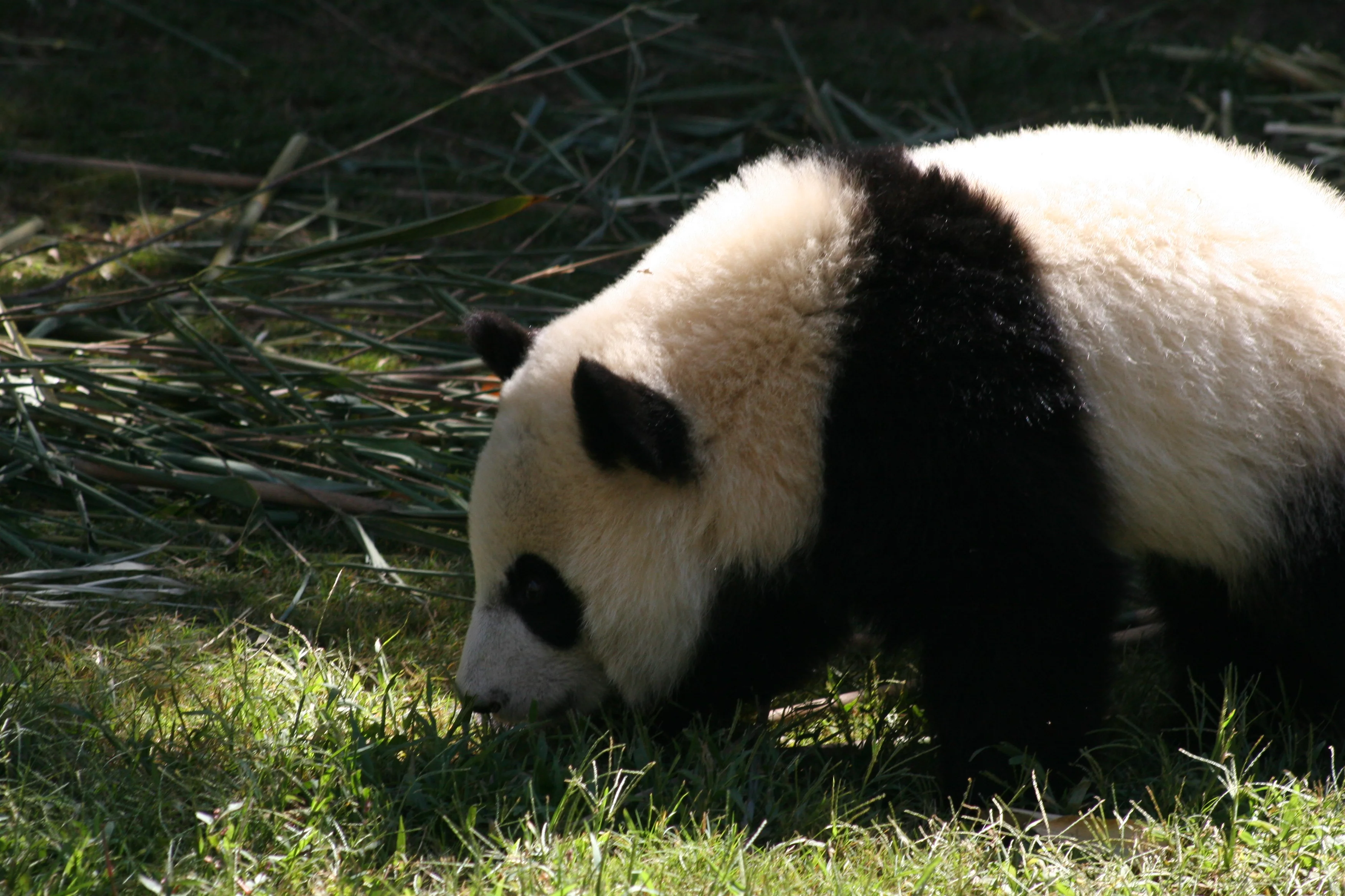 Zoo Atlanta