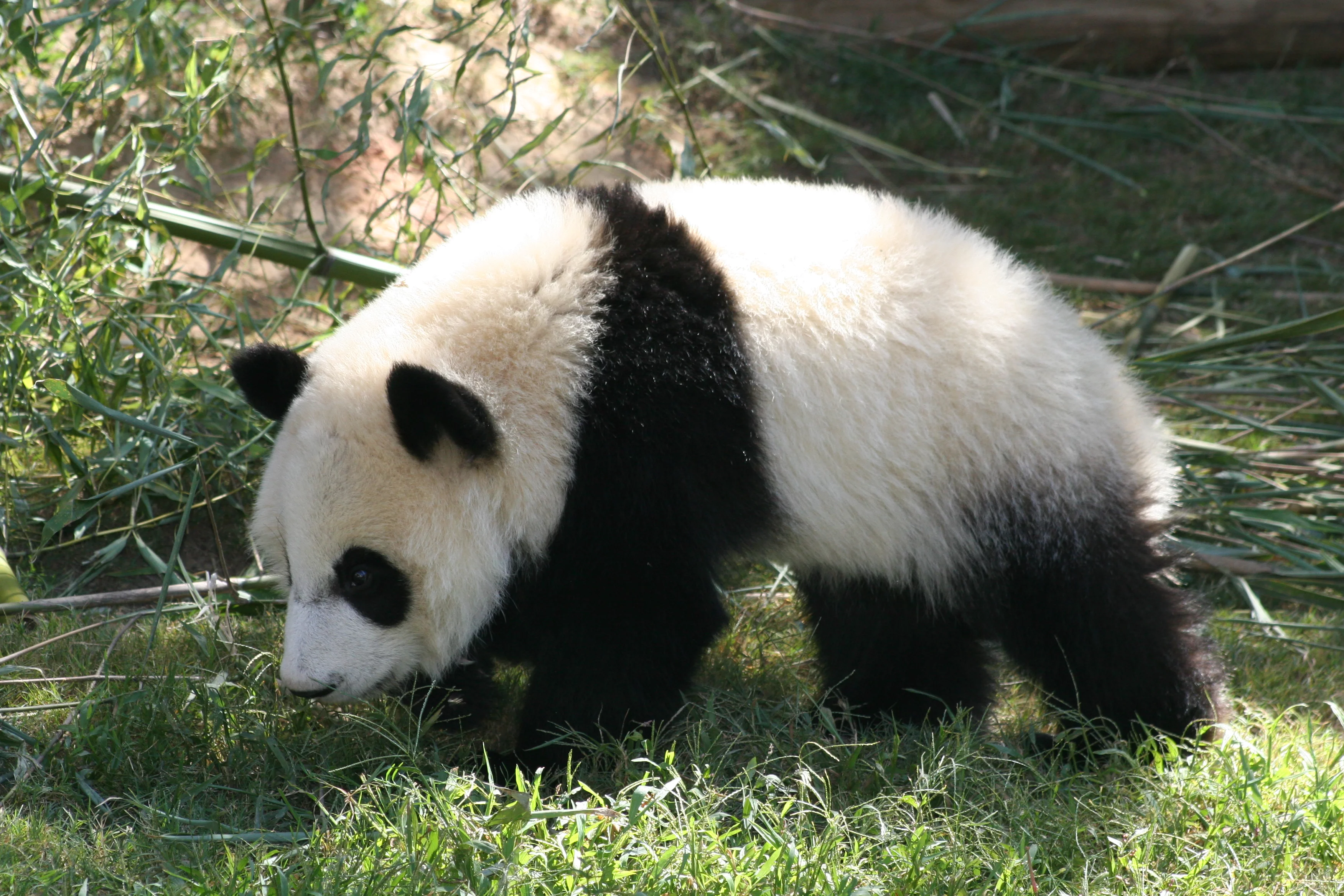 Zoo Atlanta