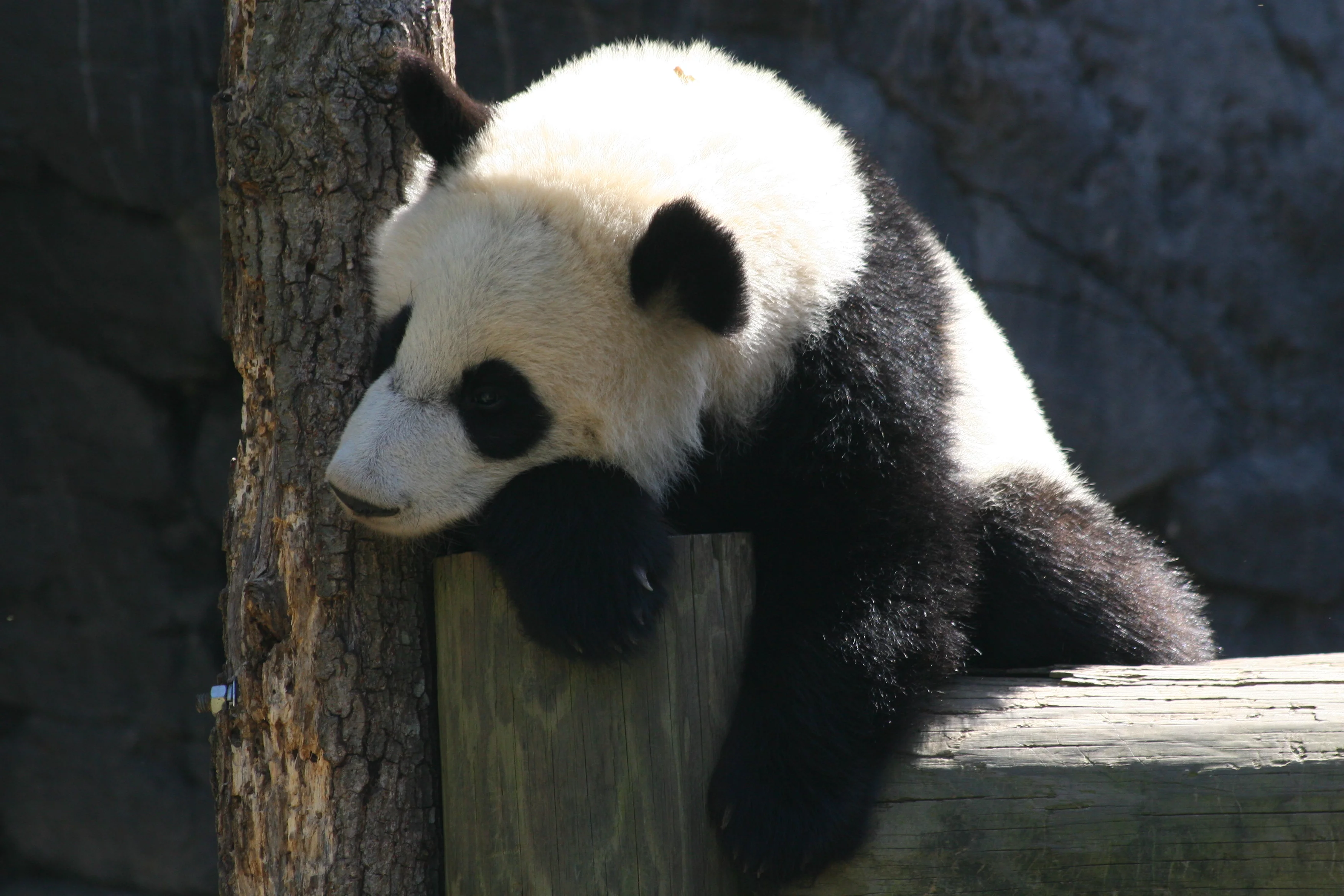 Zoo Atlanta