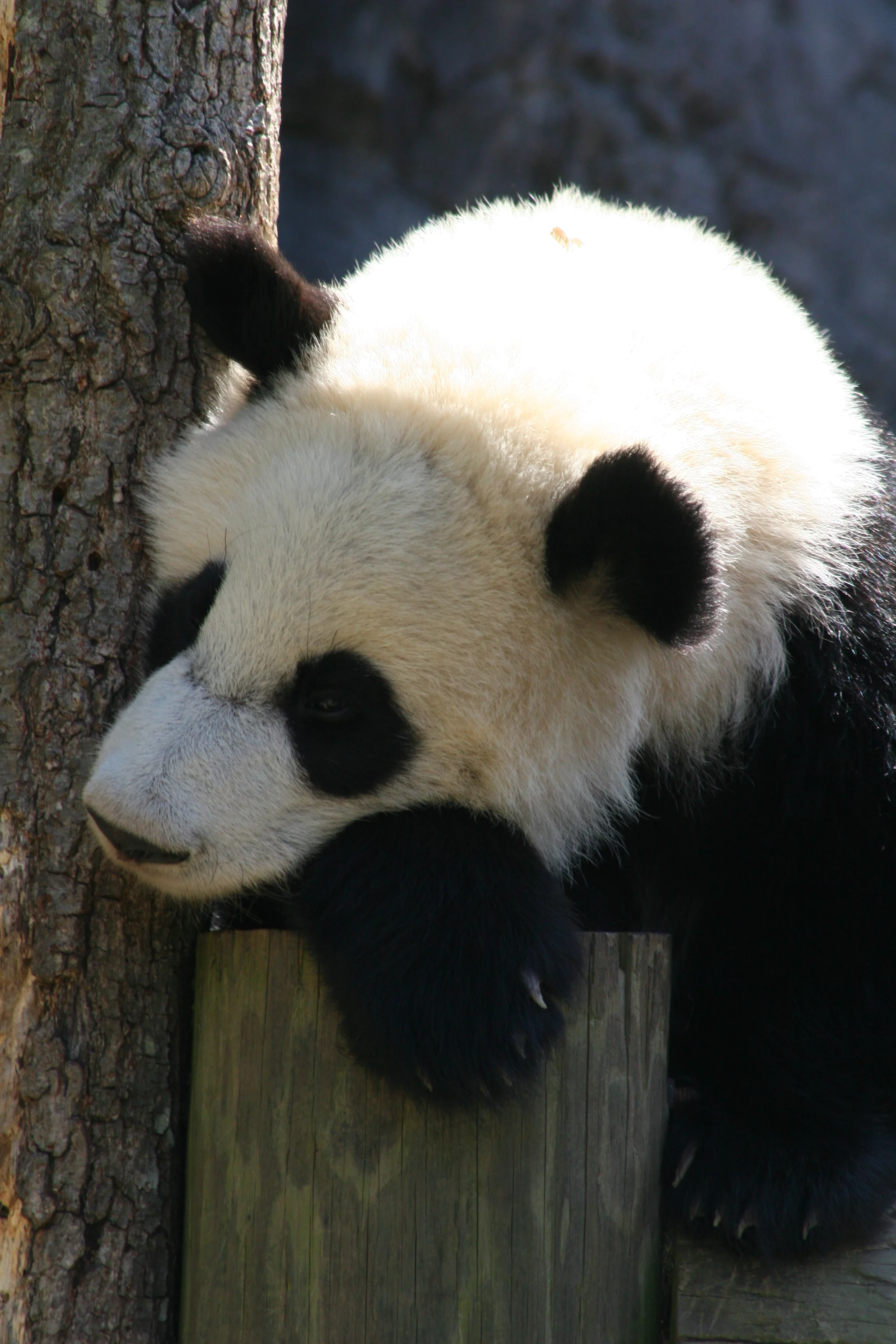 Zoo Atlanta