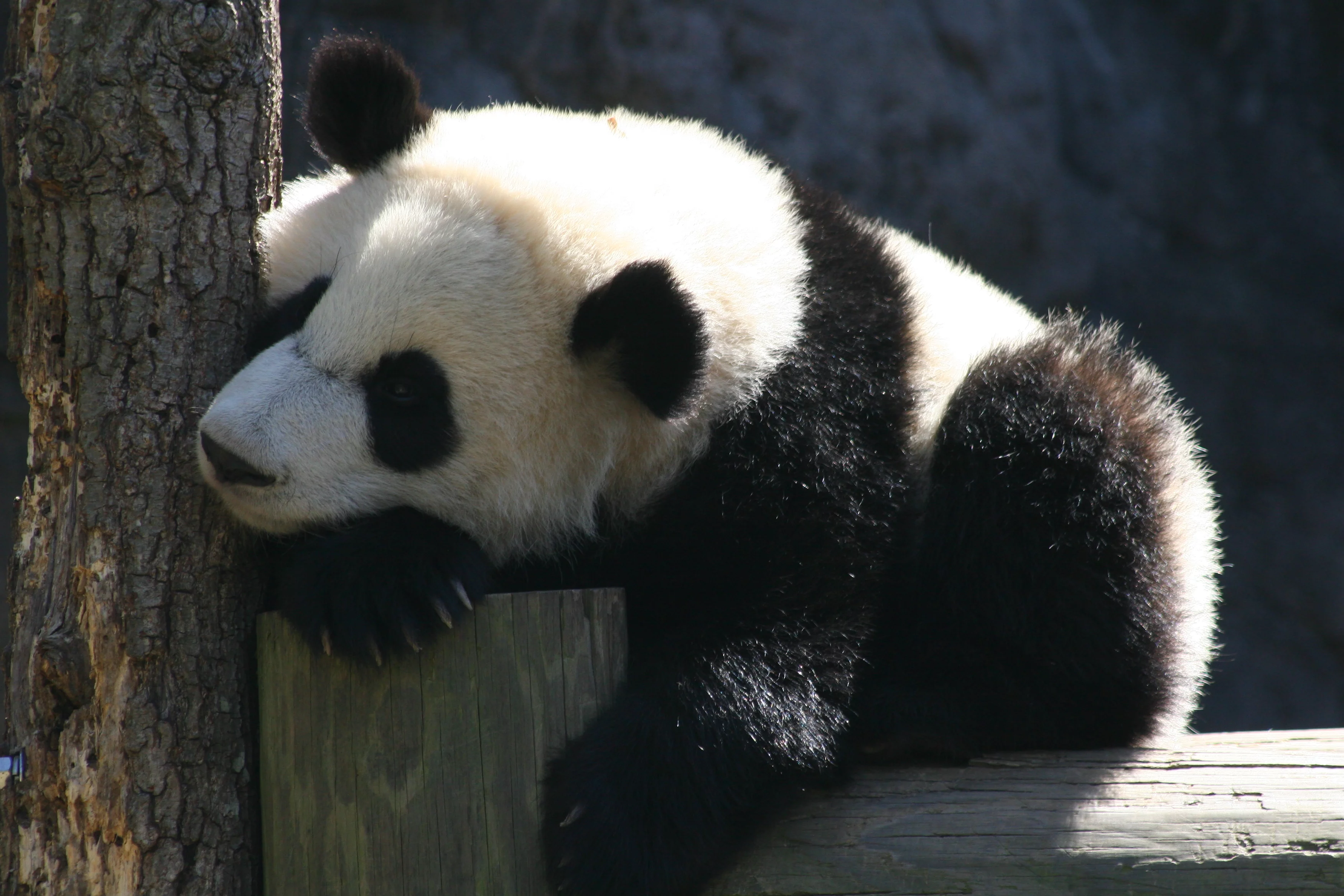 Zoo Atlanta