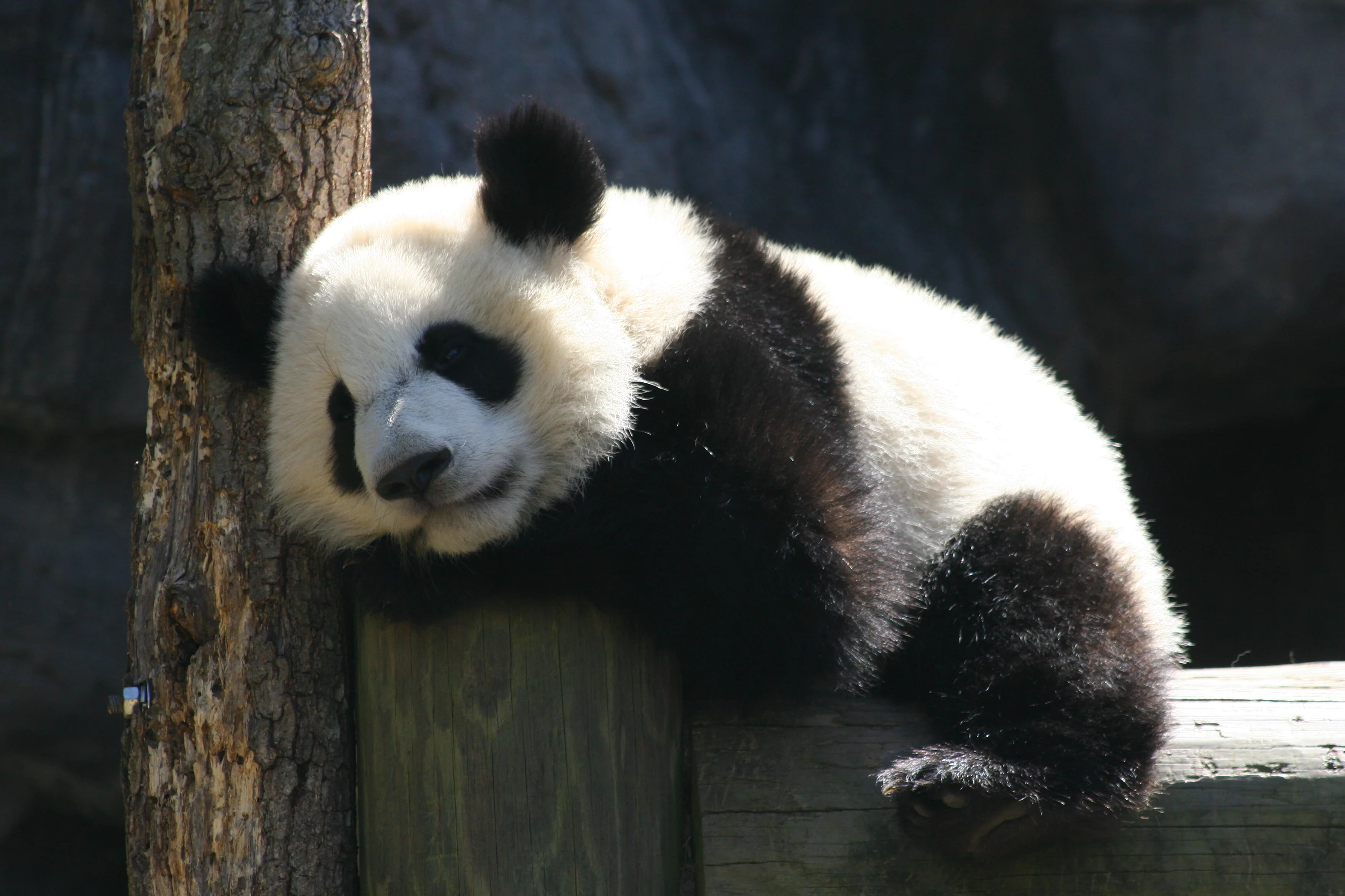 Zoo Atlanta