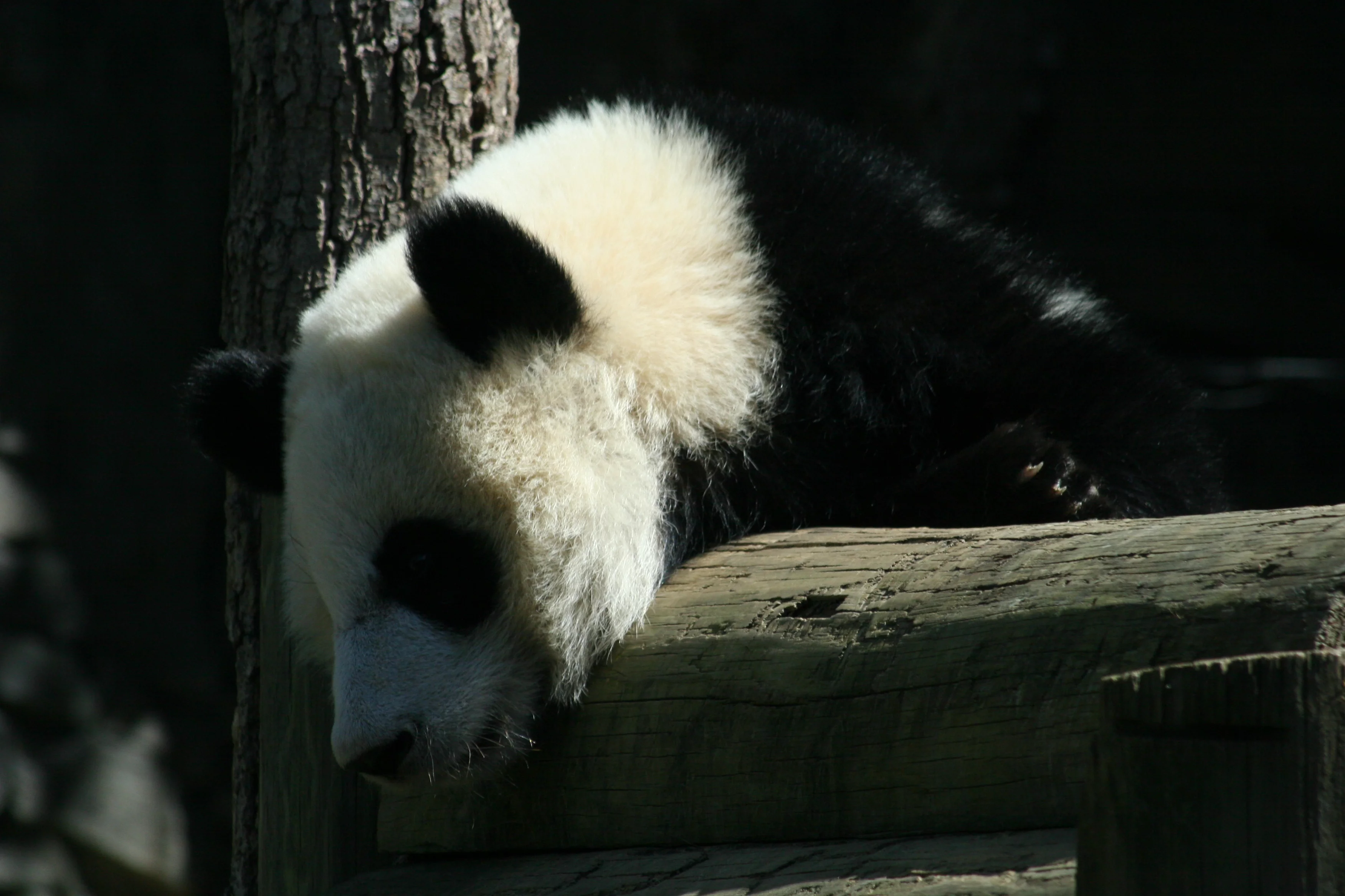 Zoo Atlanta