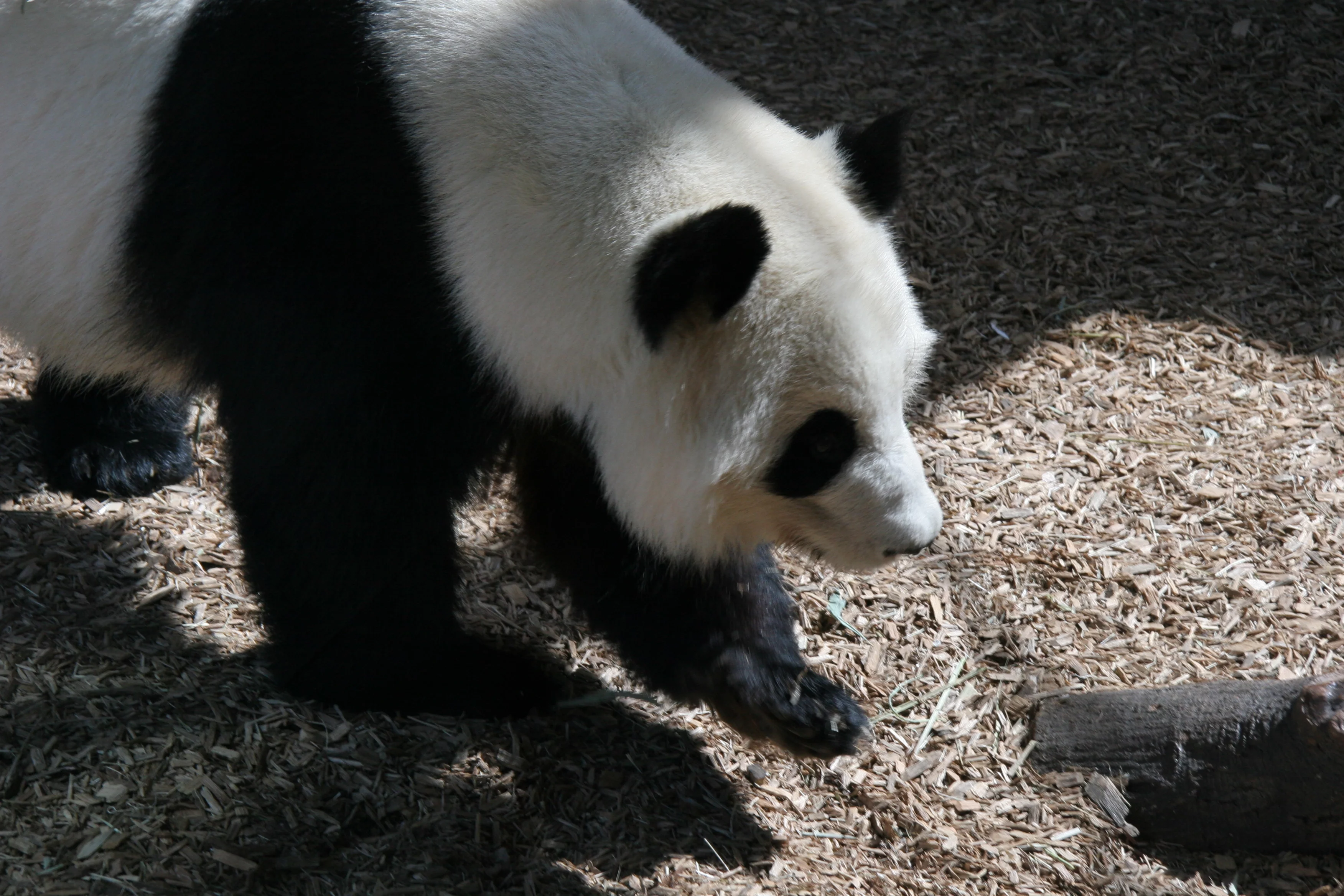 Zoo Atlanta