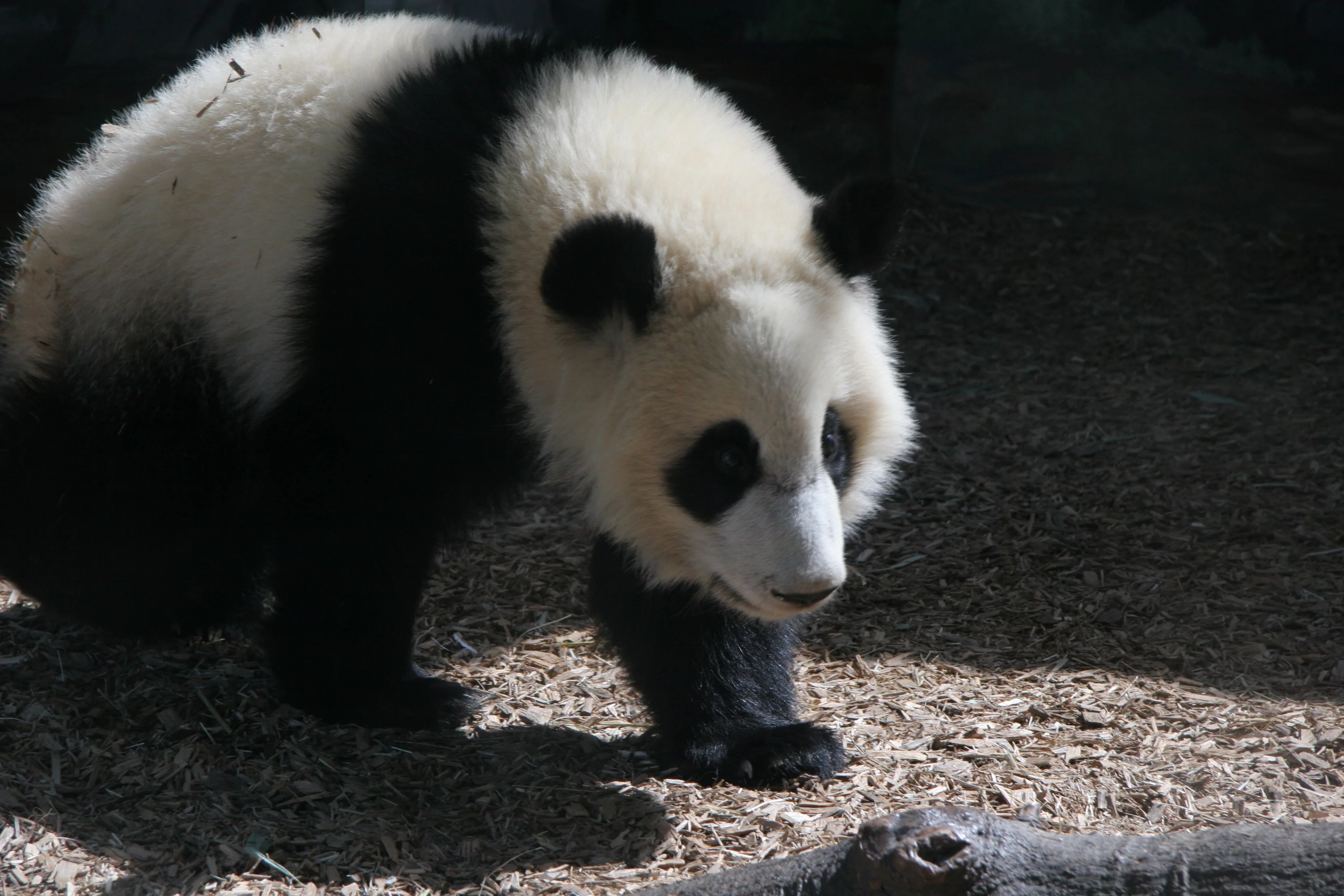 Zoo Atlanta