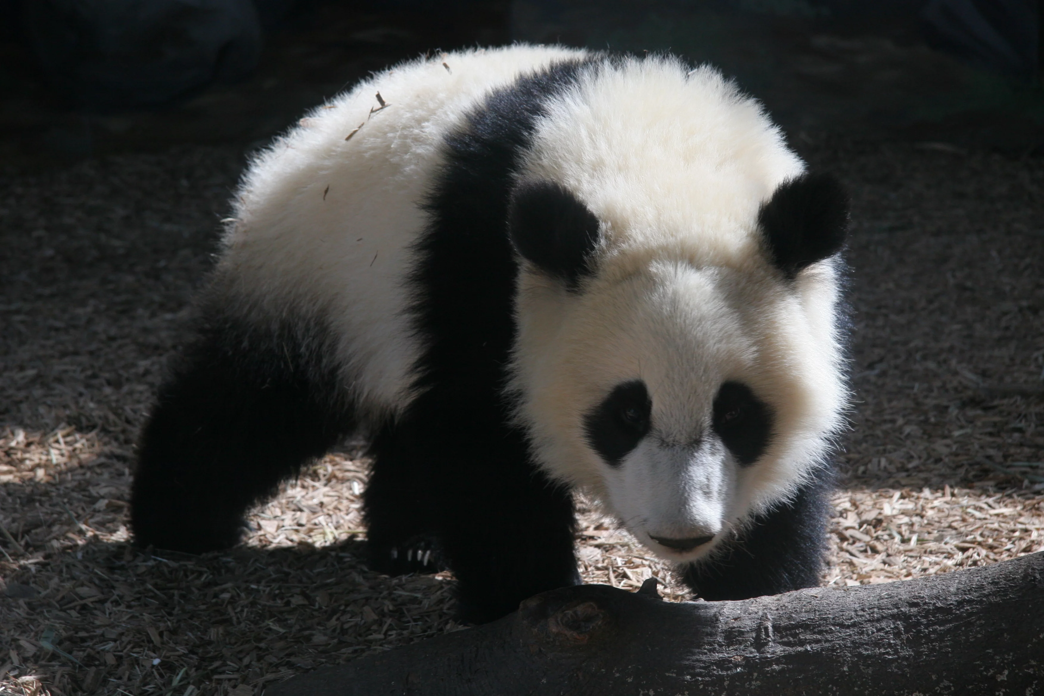 Zoo Atlanta