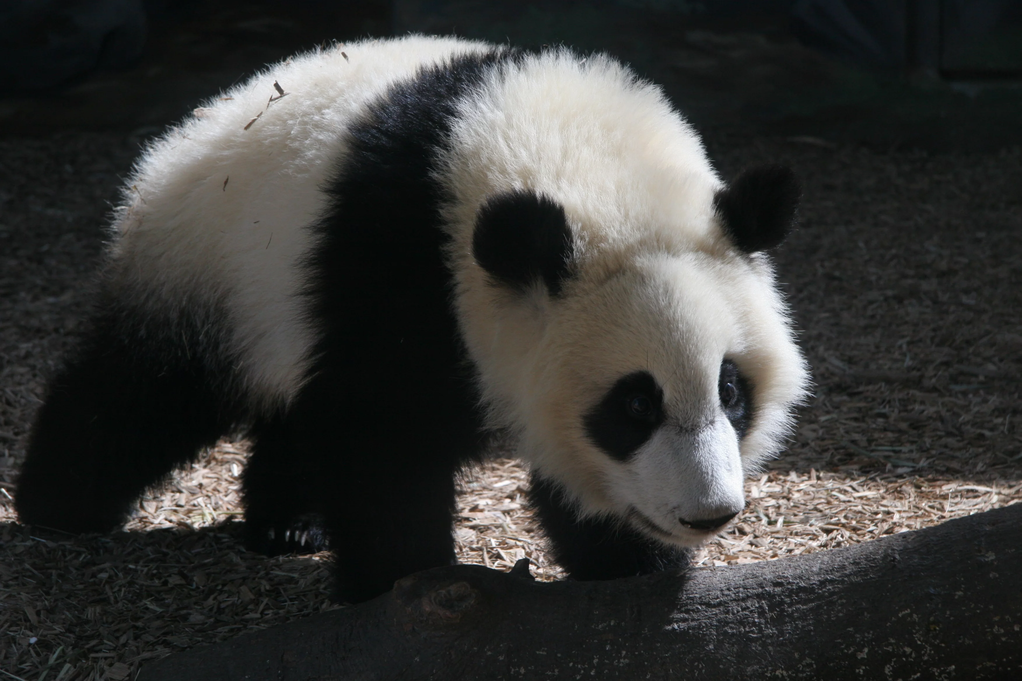 Zoo Atlanta