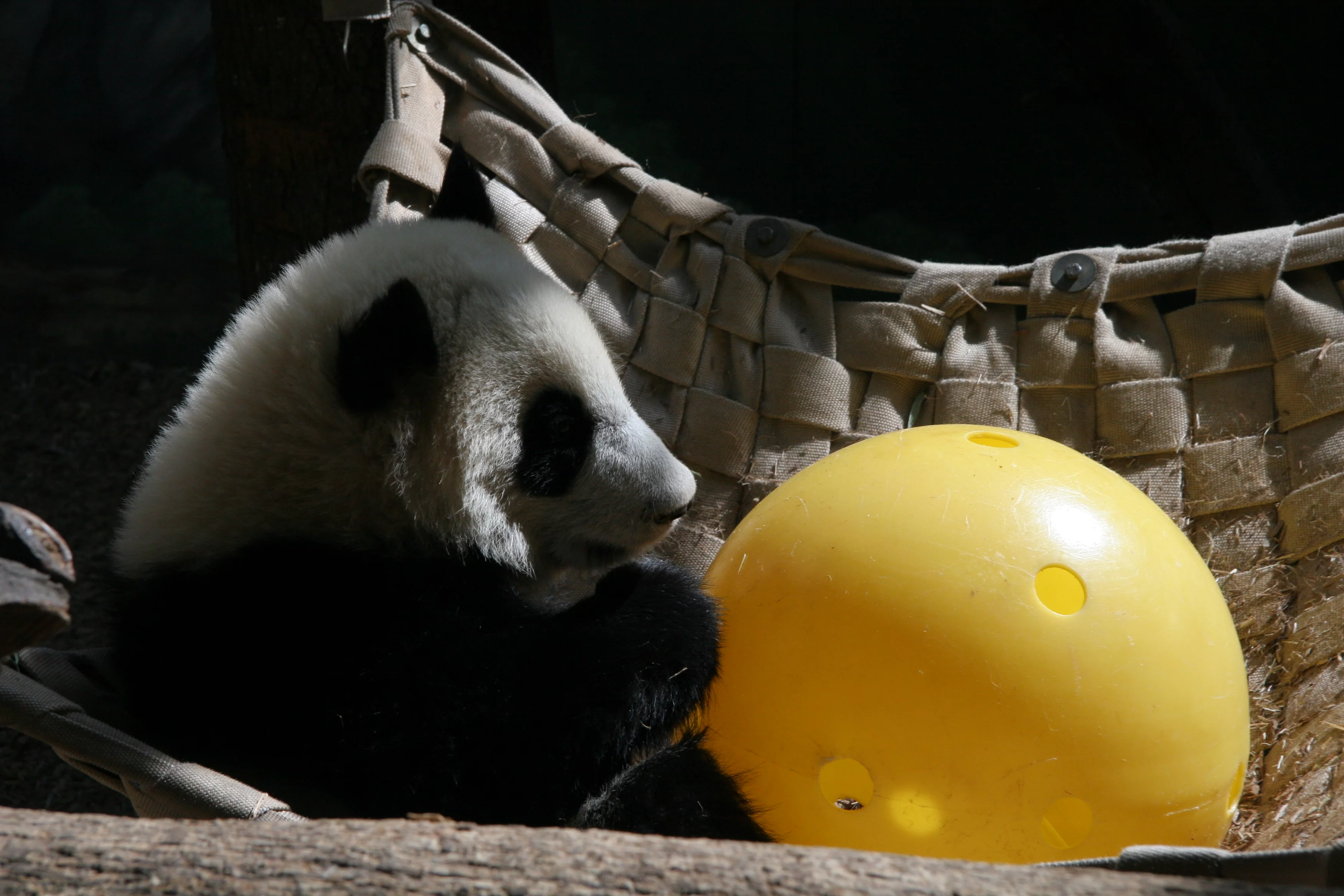 Zoo Atlanta