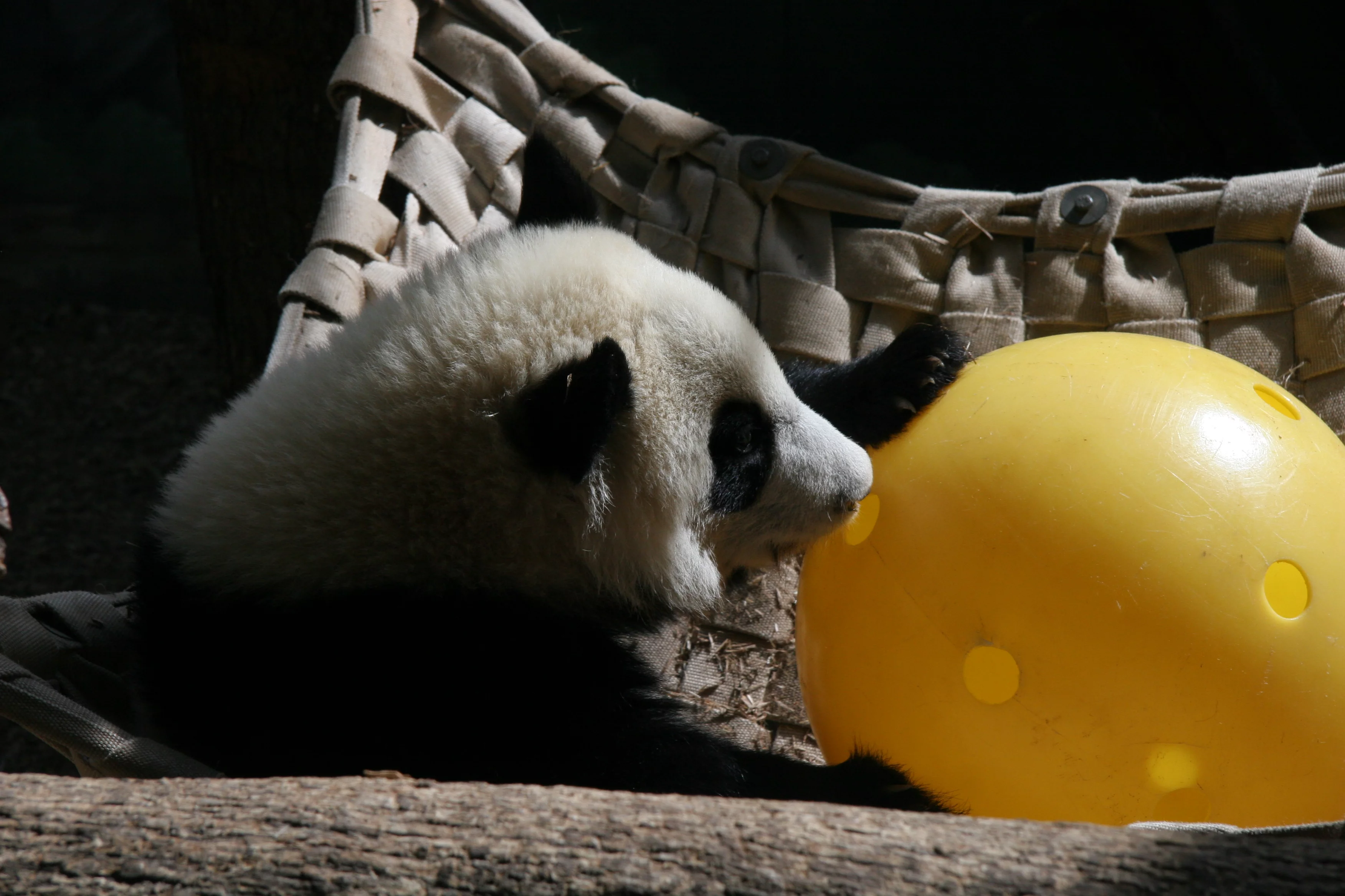 Zoo Atlanta
