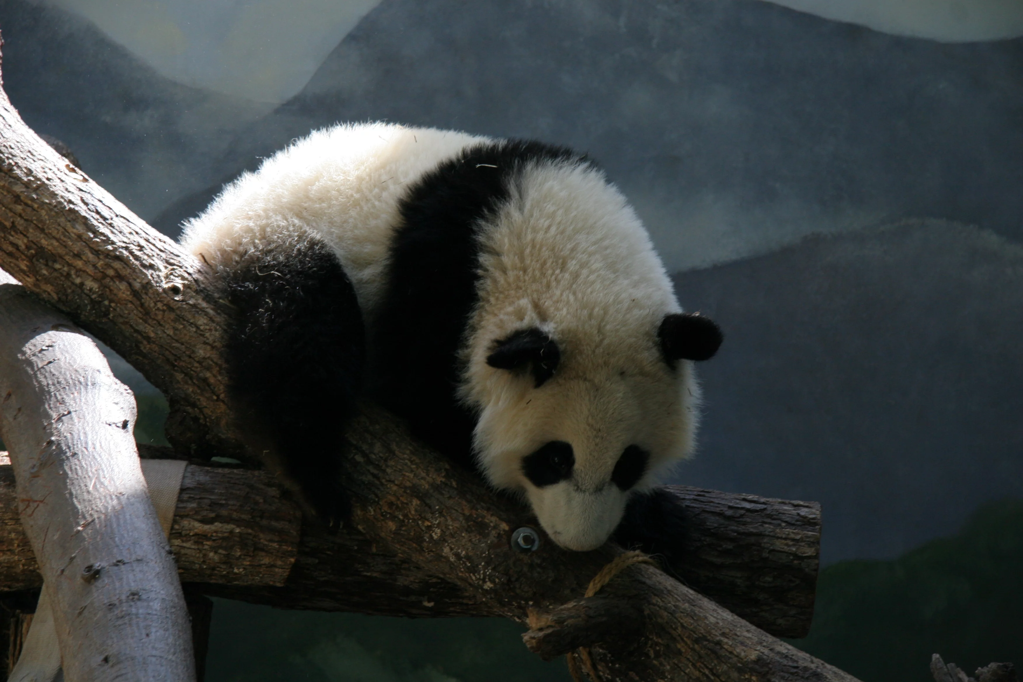 Zoo Atlanta