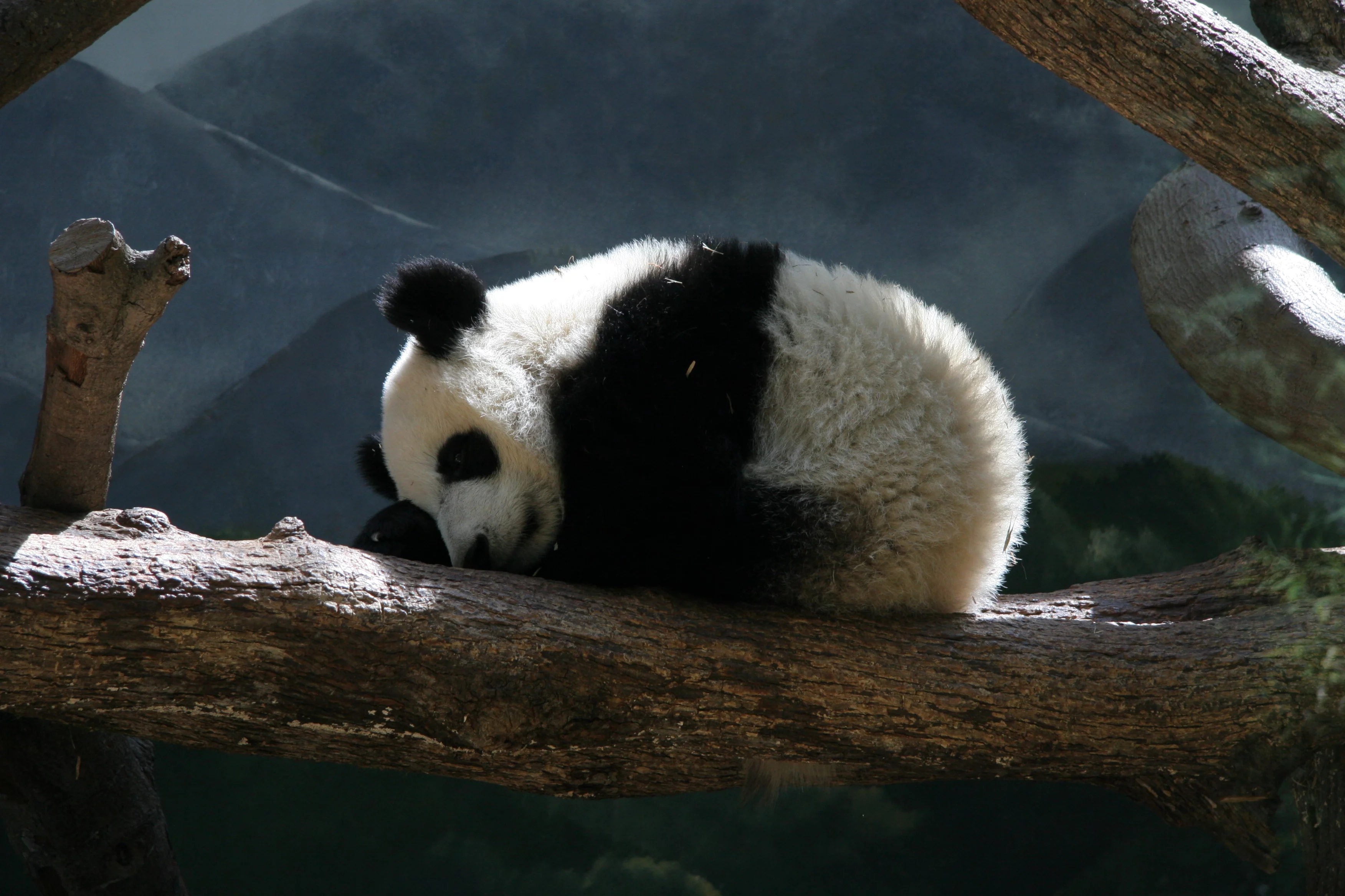 Zoo Atlanta