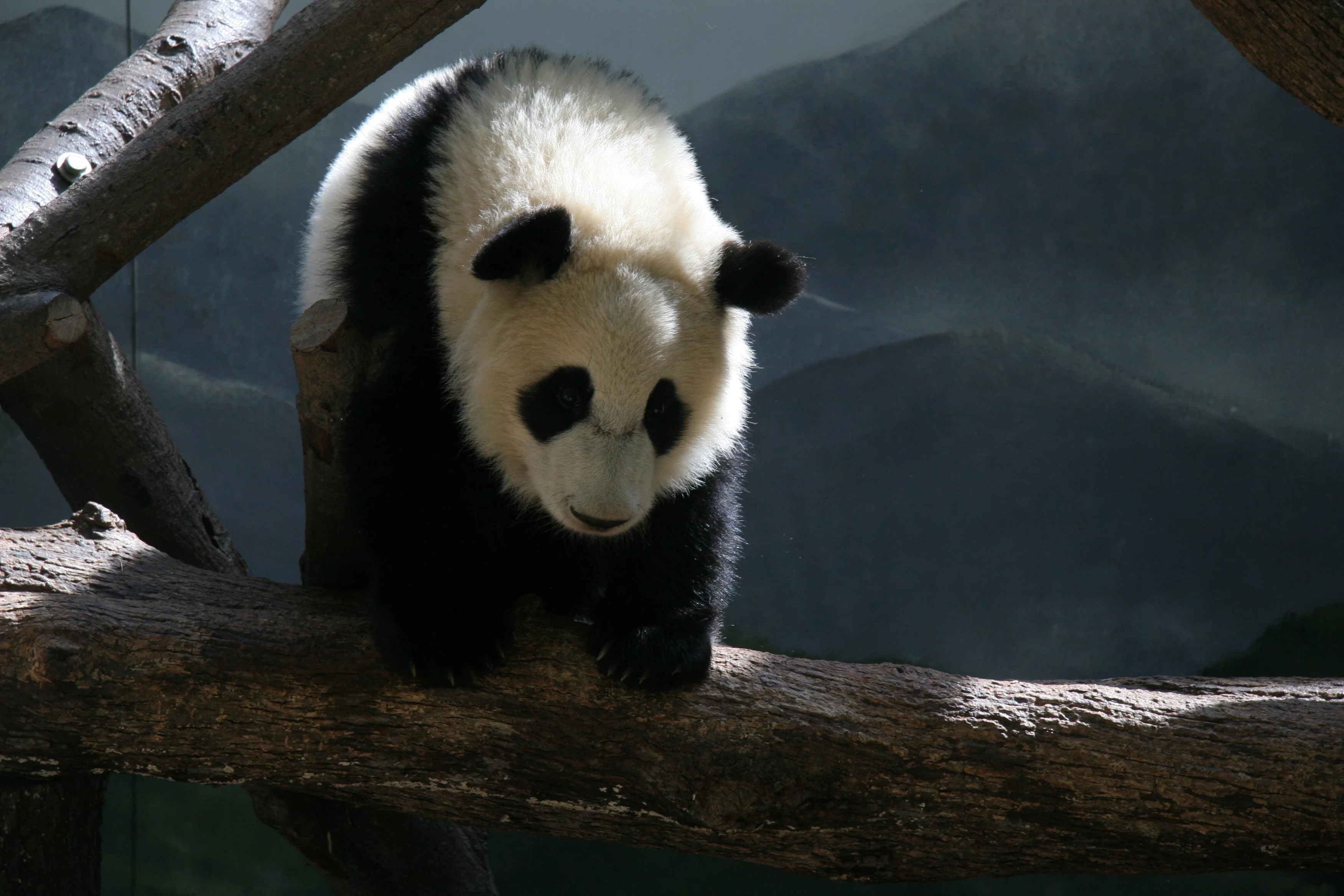 Zoo Atlanta