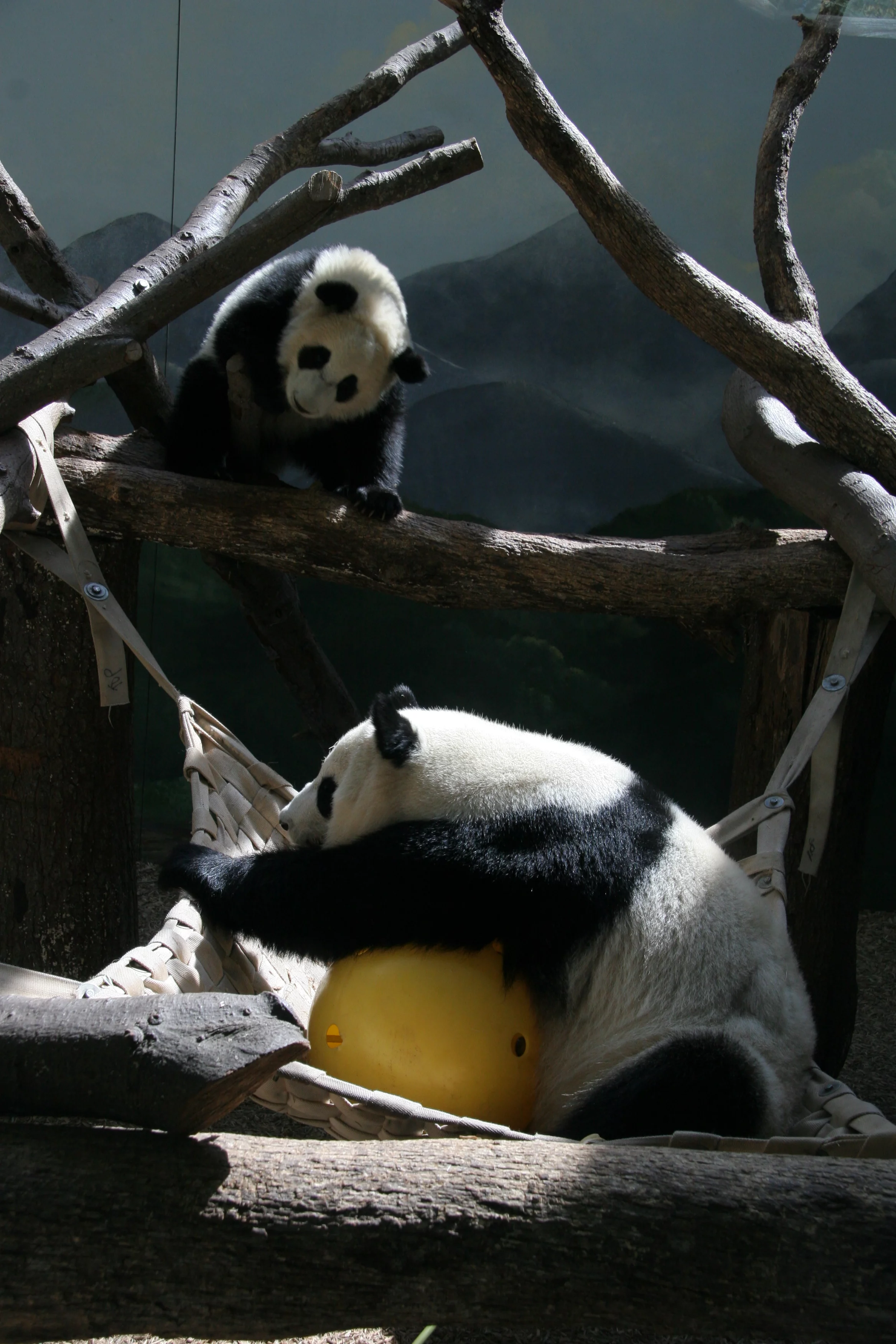 Zoo Atlanta