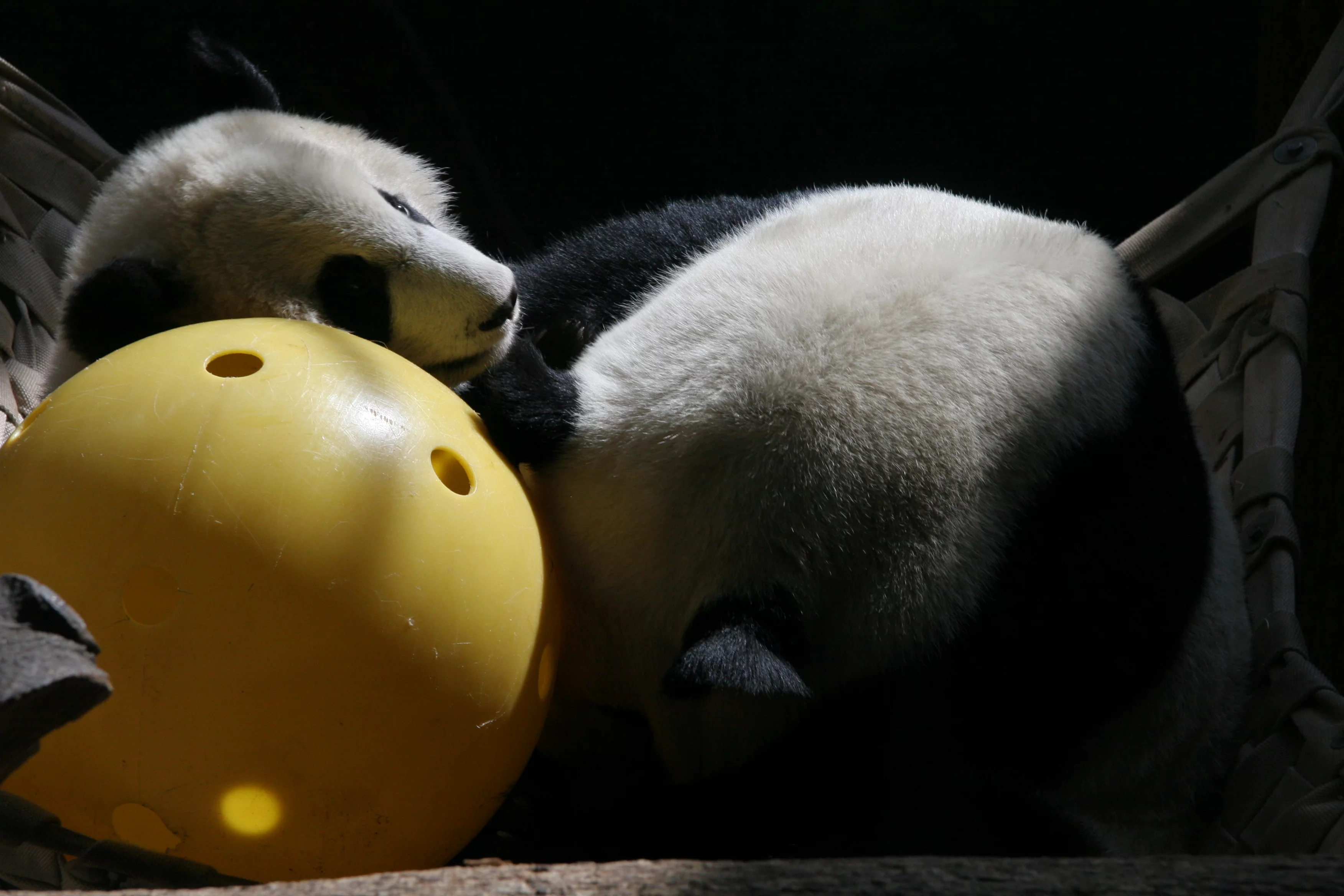 Zoo Atlanta