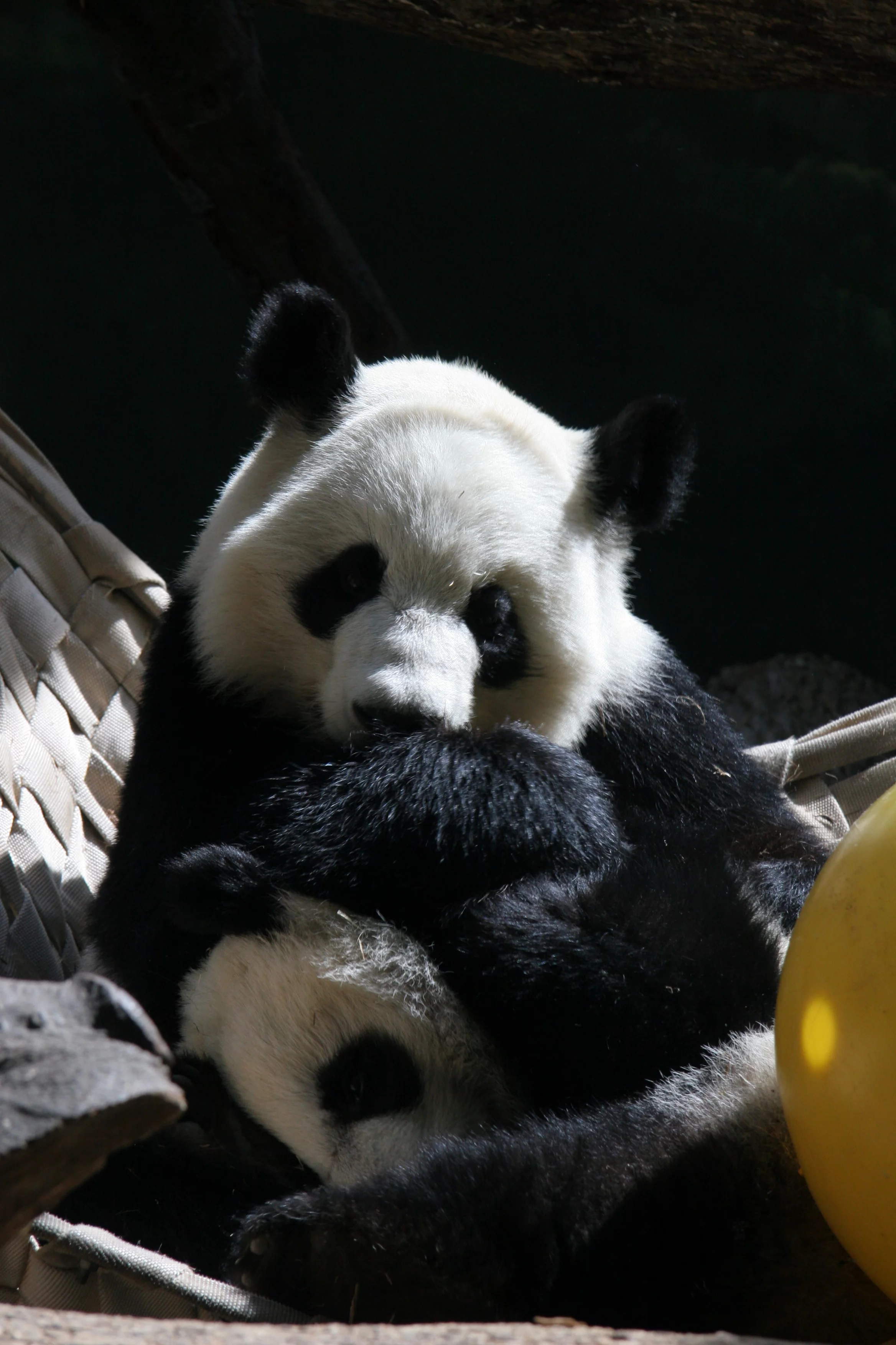 Zoo Atlanta