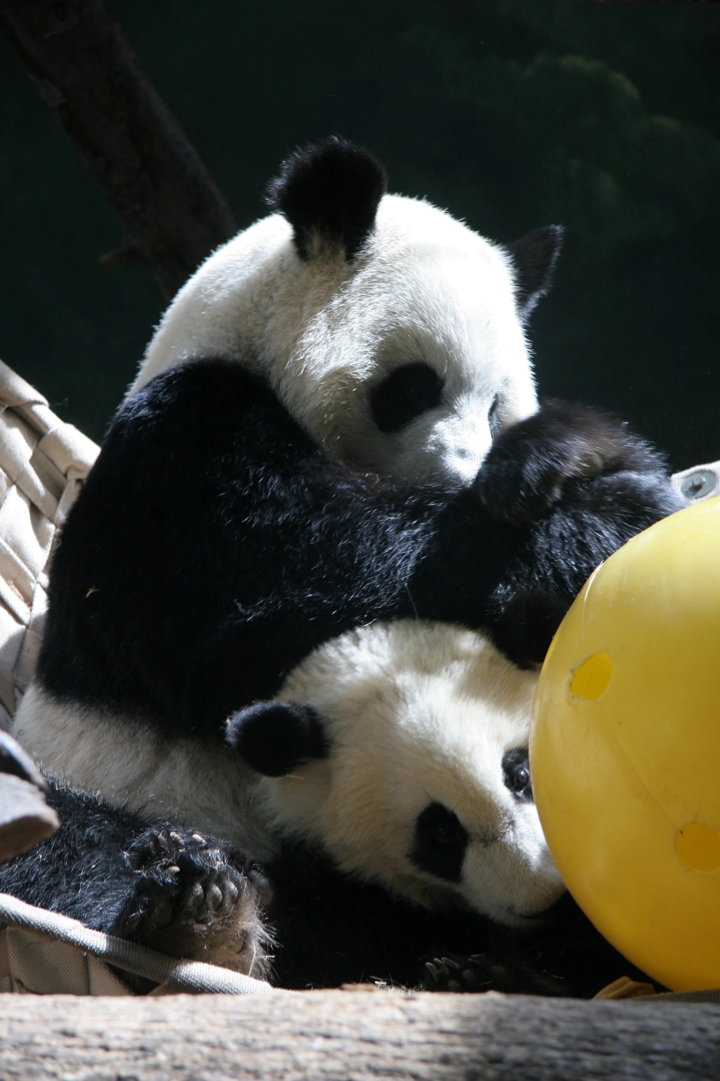 Zoo Atlanta