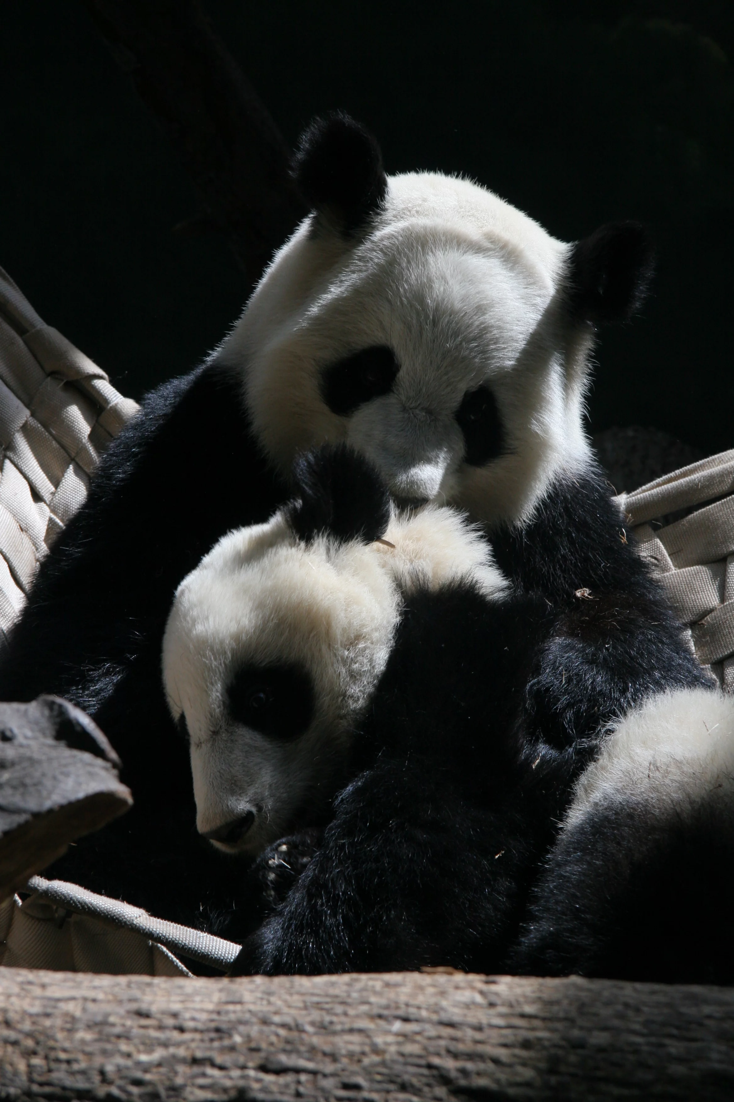 Zoo Atlanta