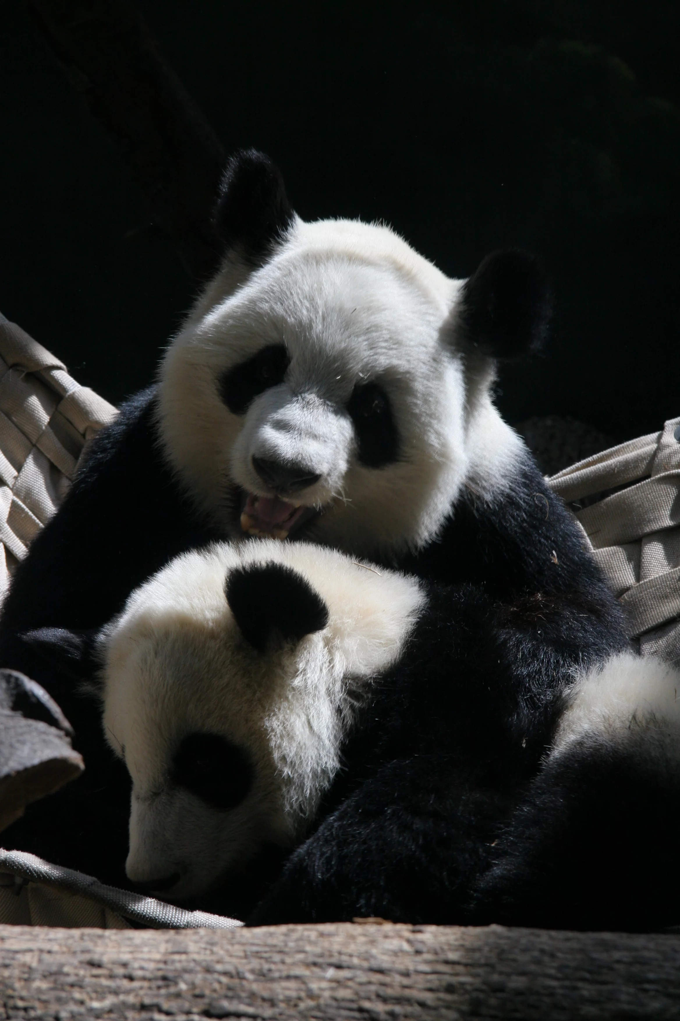 Zoo Atlanta