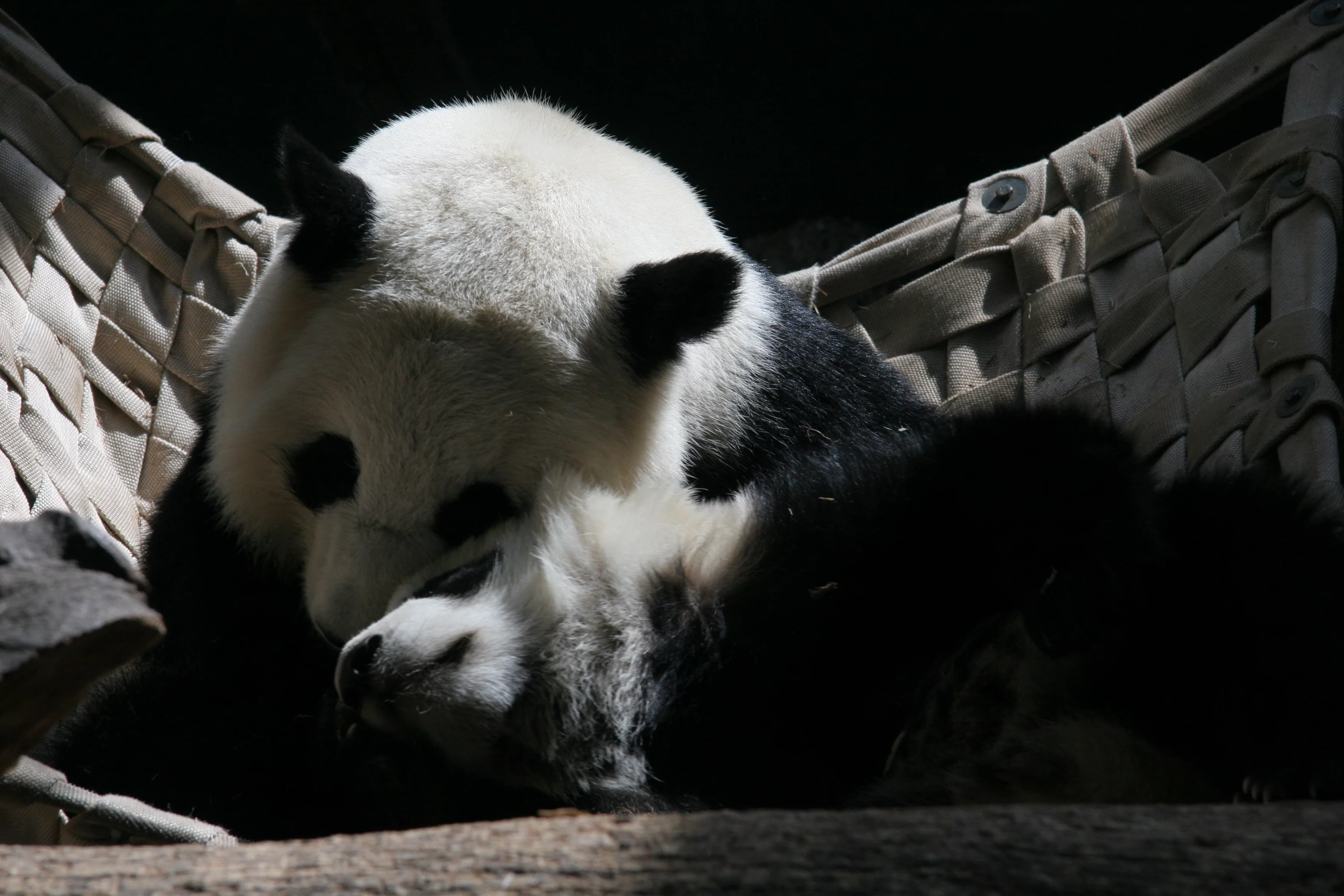 Zoo Atlanta