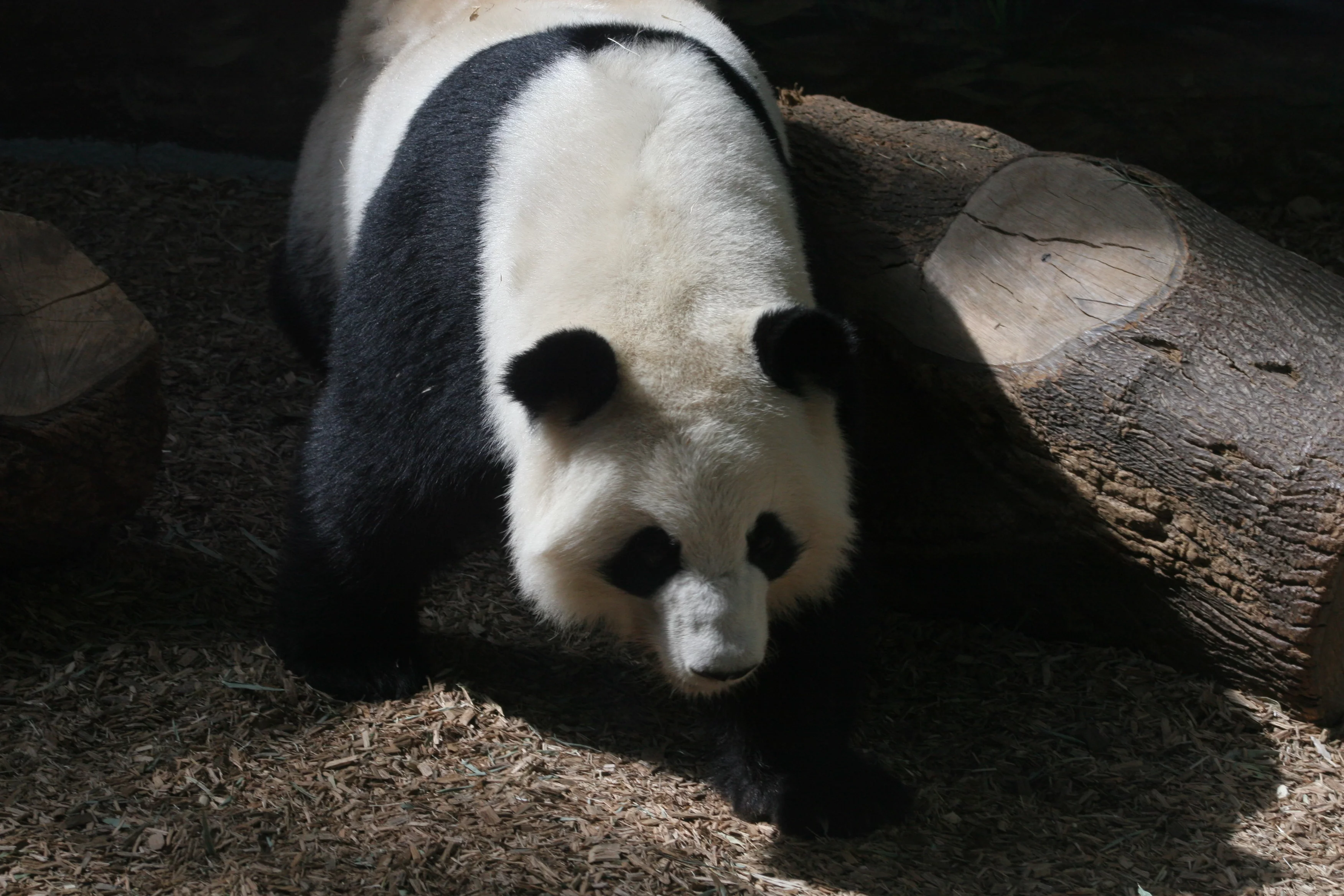 Zoo Atlanta