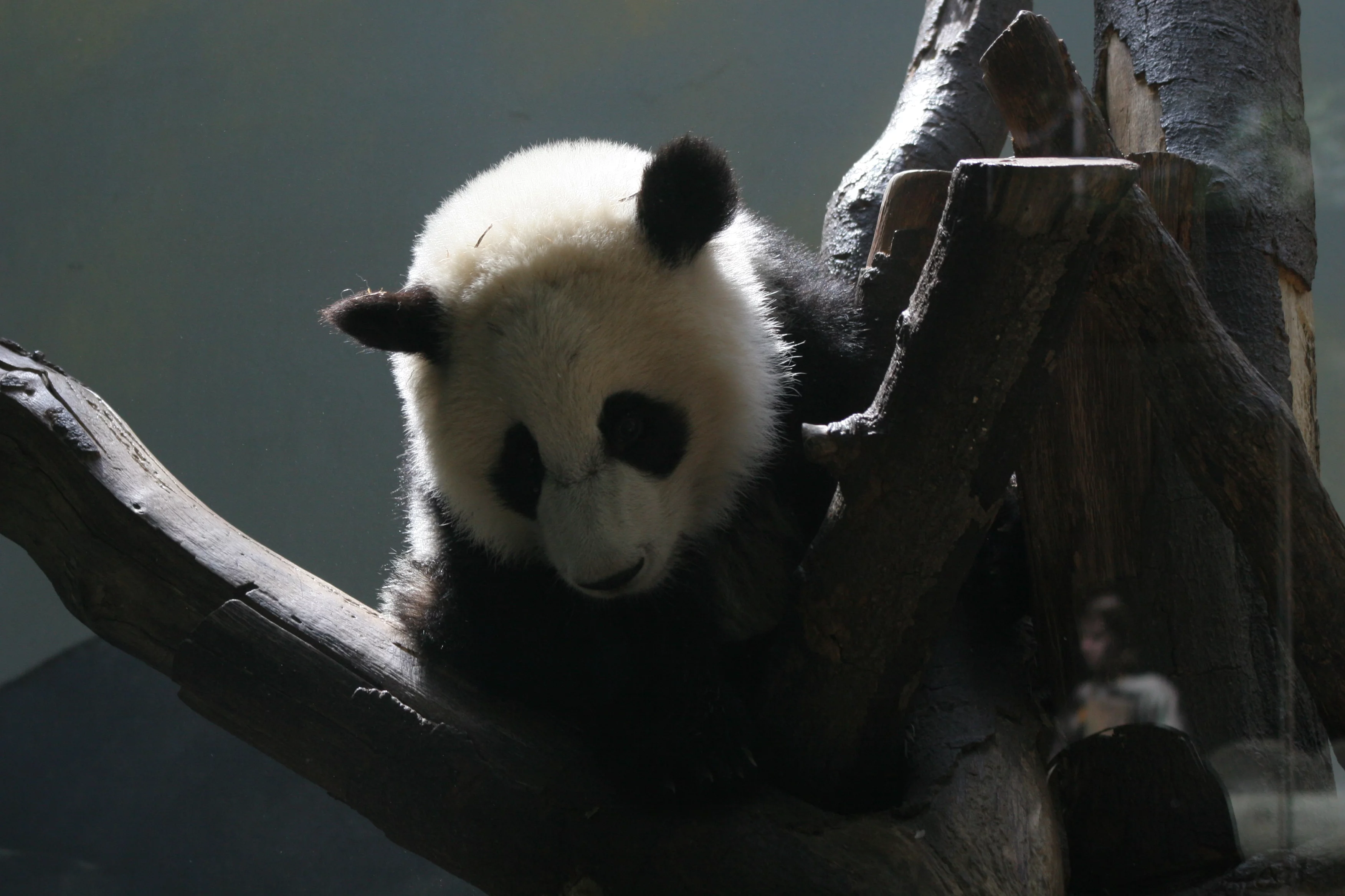 Zoo Atlanta