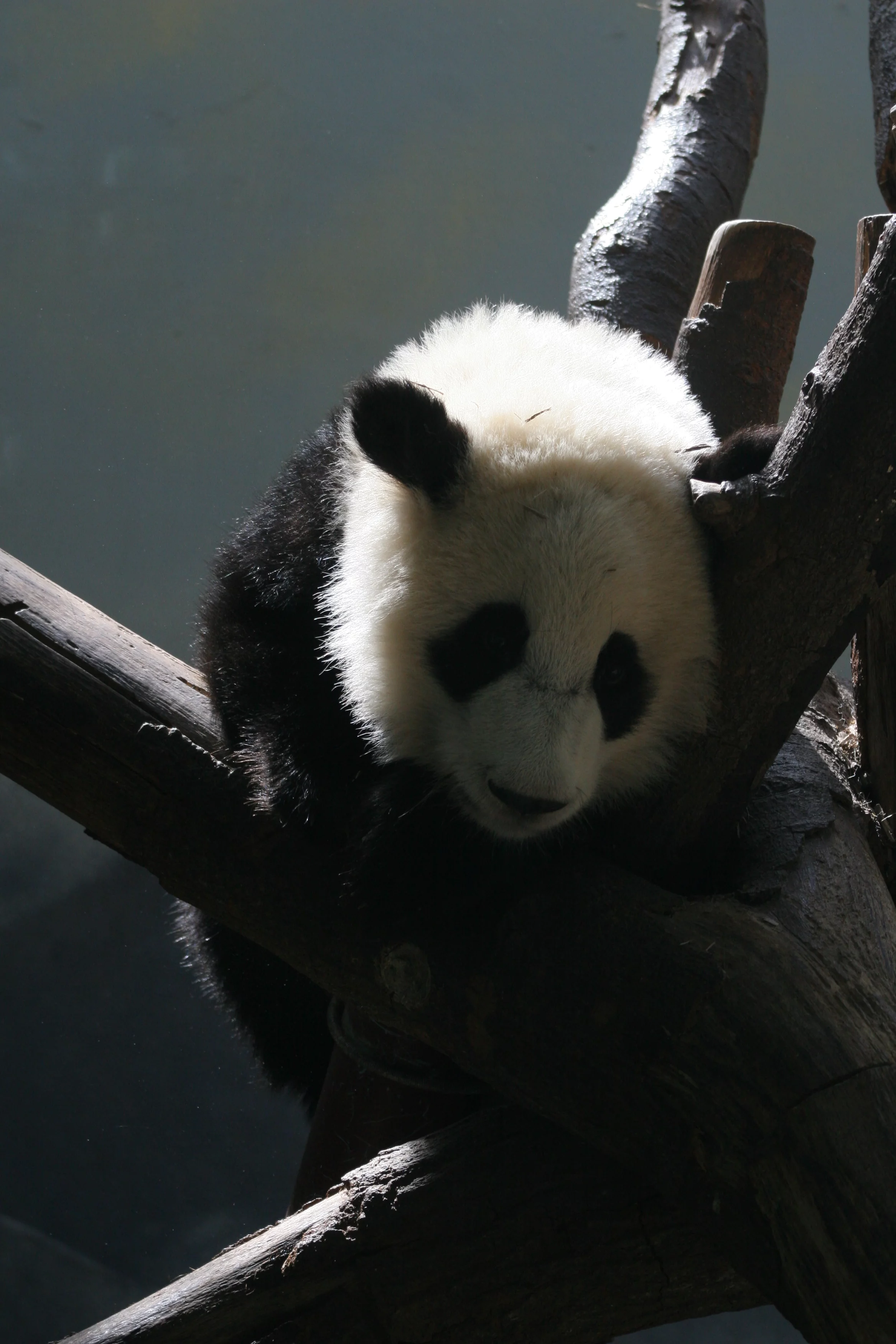 Zoo Atlanta