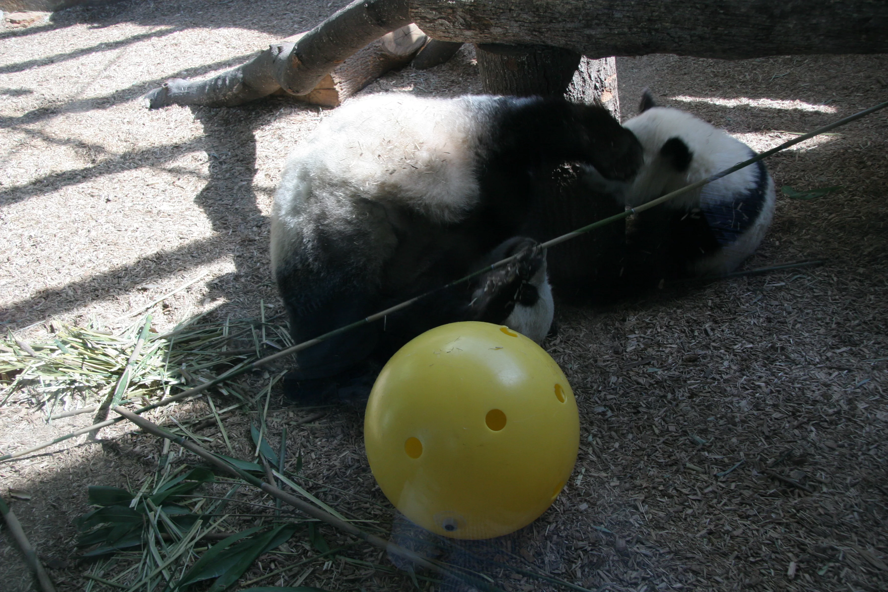 Zoo Atlanta