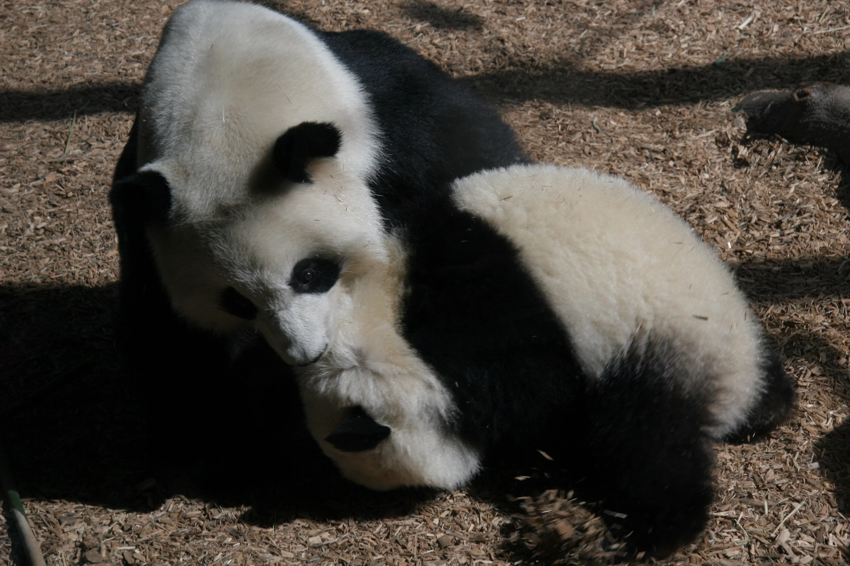 Zoo Atlanta