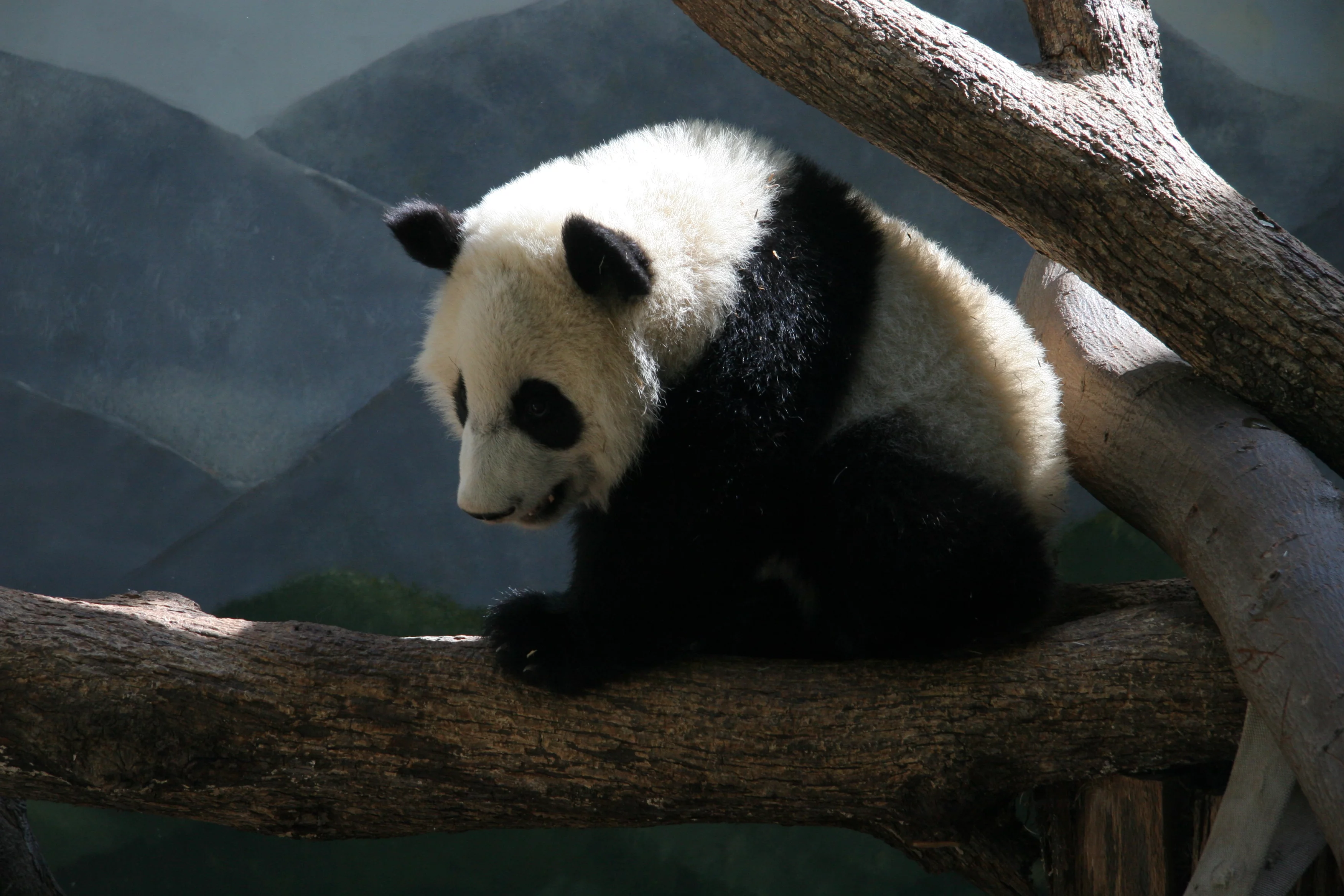Zoo Atlanta
