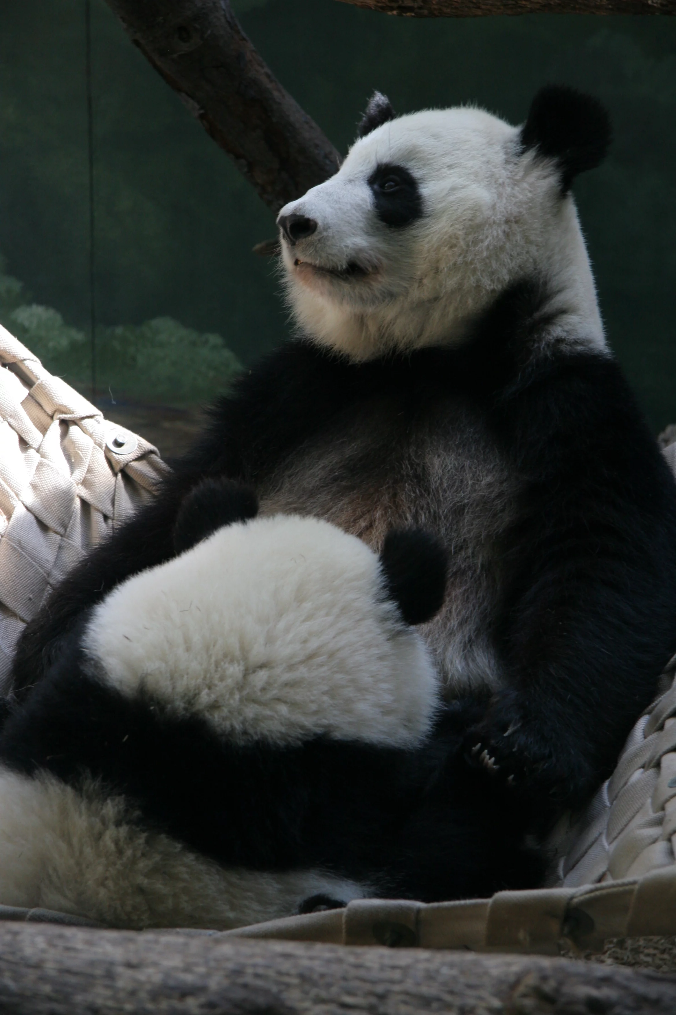 Zoo Atlanta
