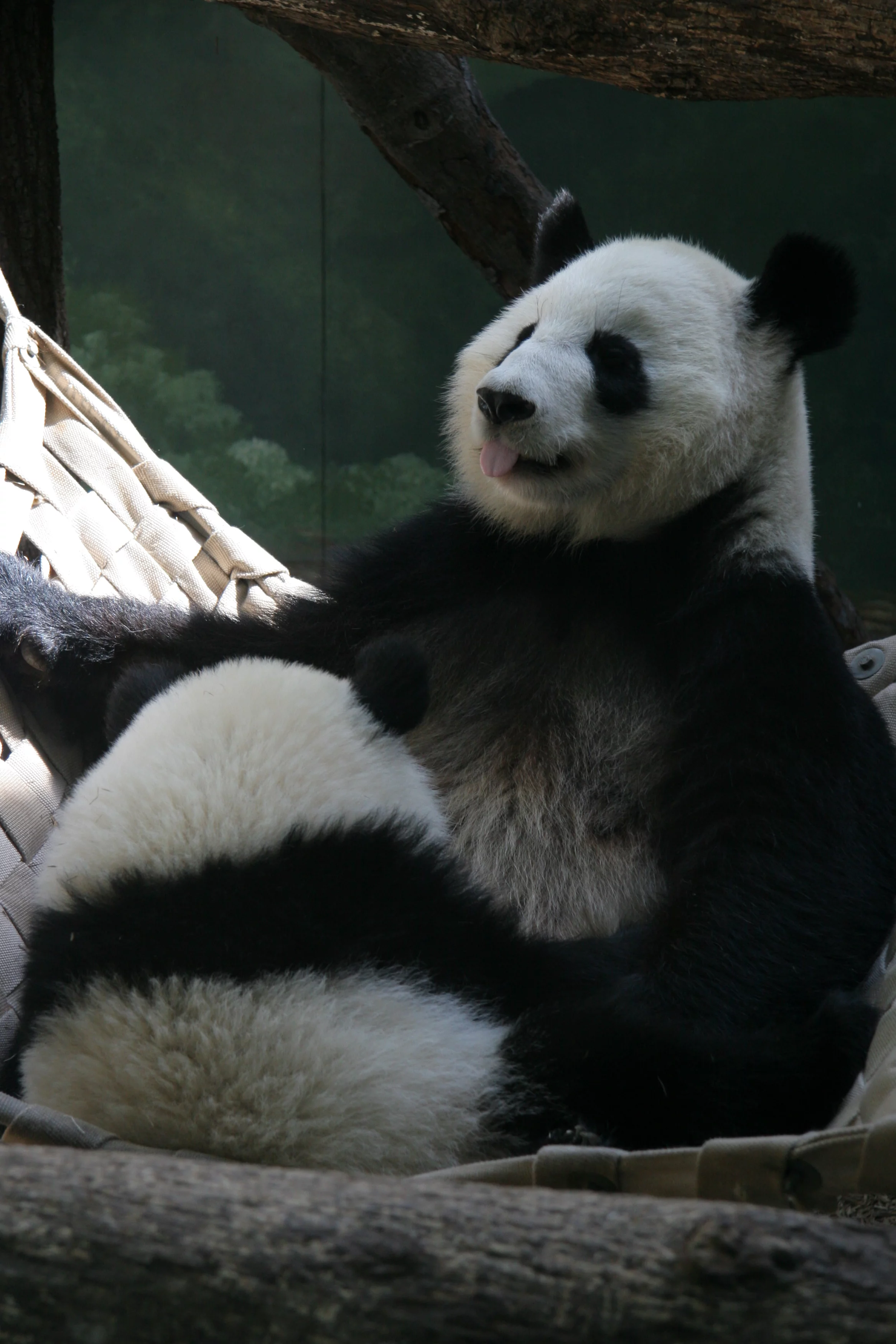 Zoo Atlanta