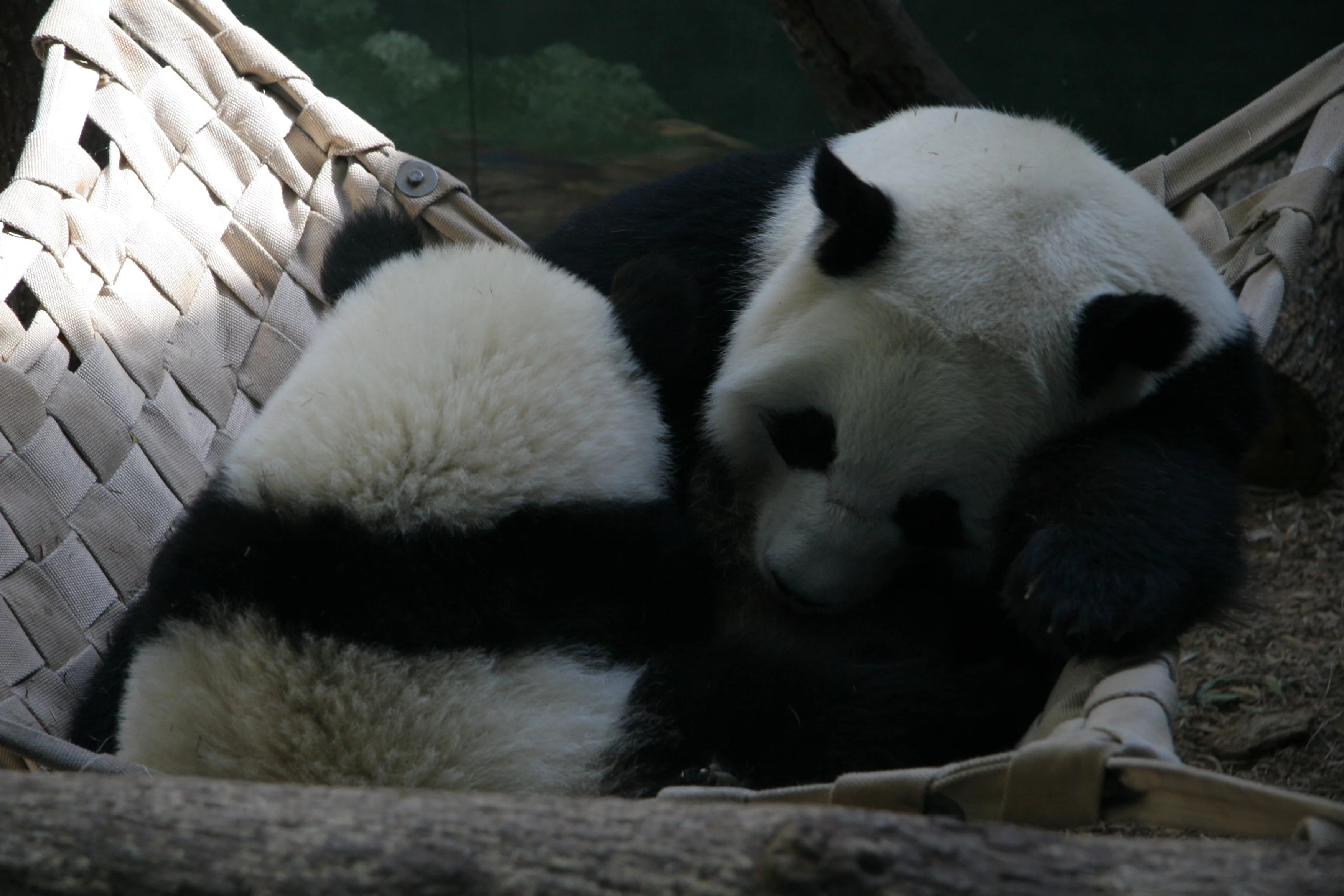 Zoo Atlanta
