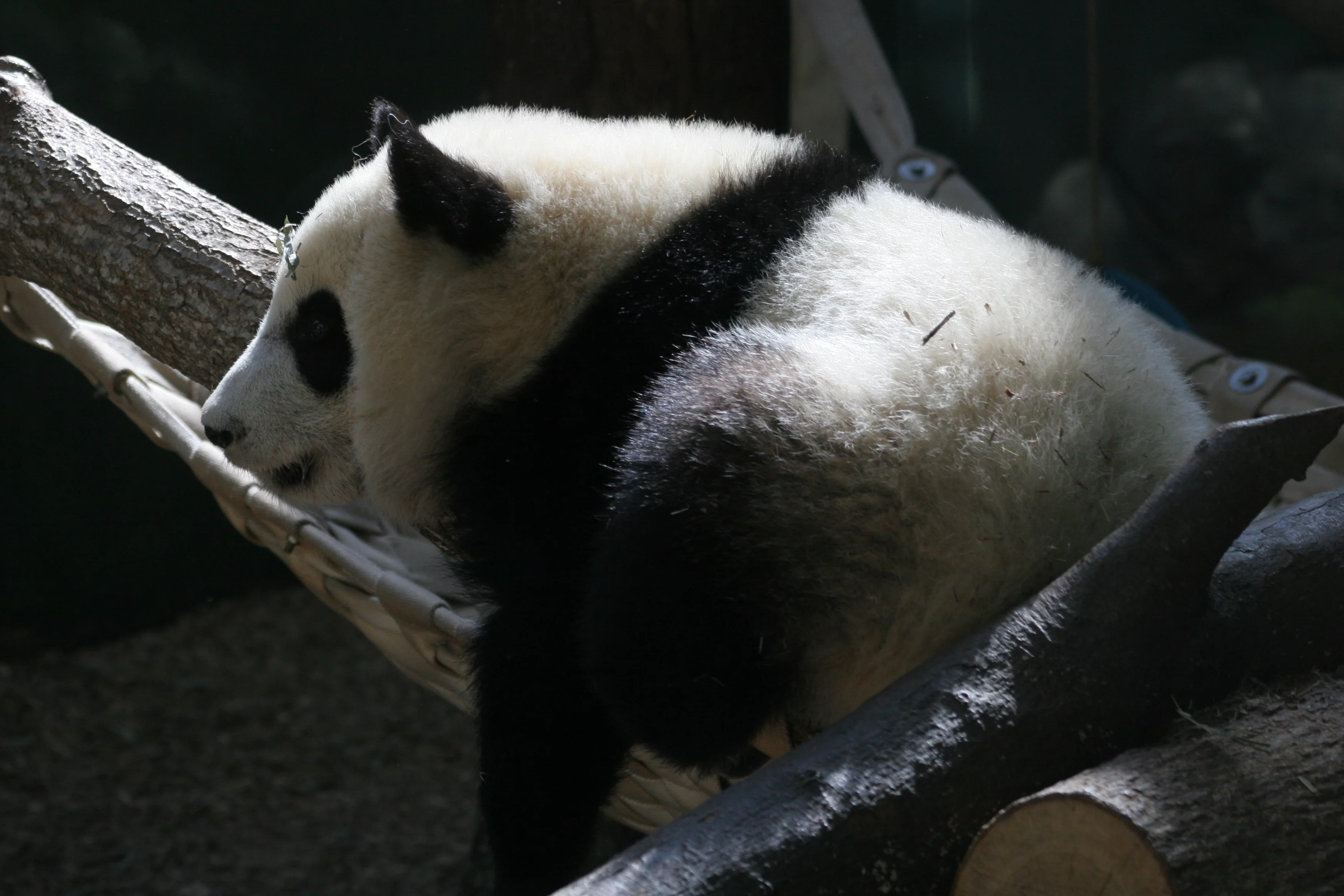 Zoo Atlanta