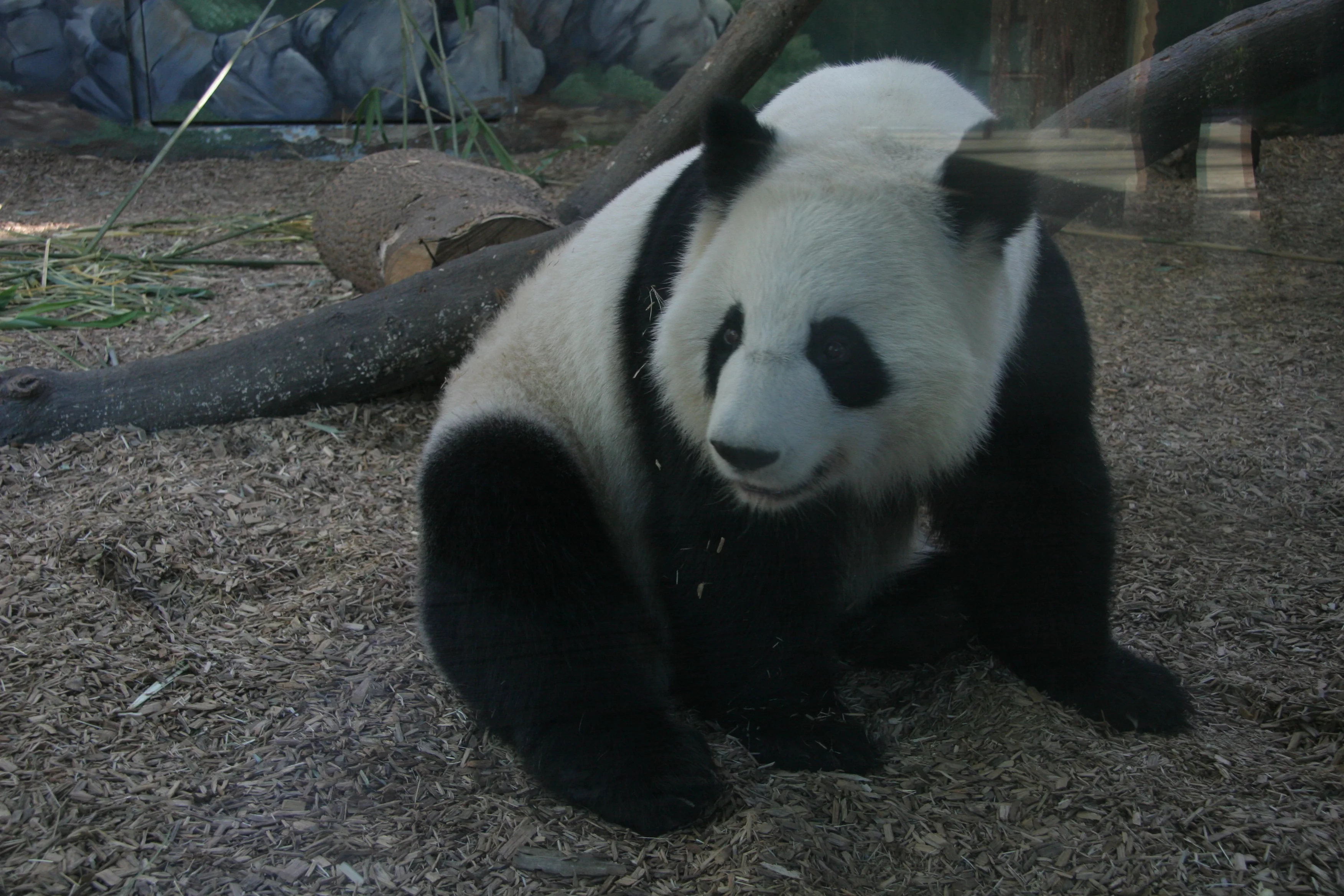 Zoo Atlanta