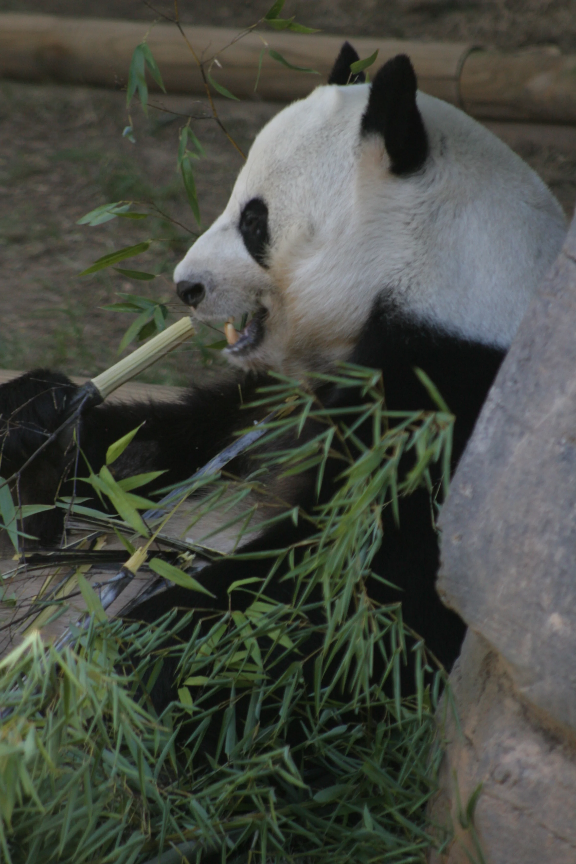 Zoo Atlanta