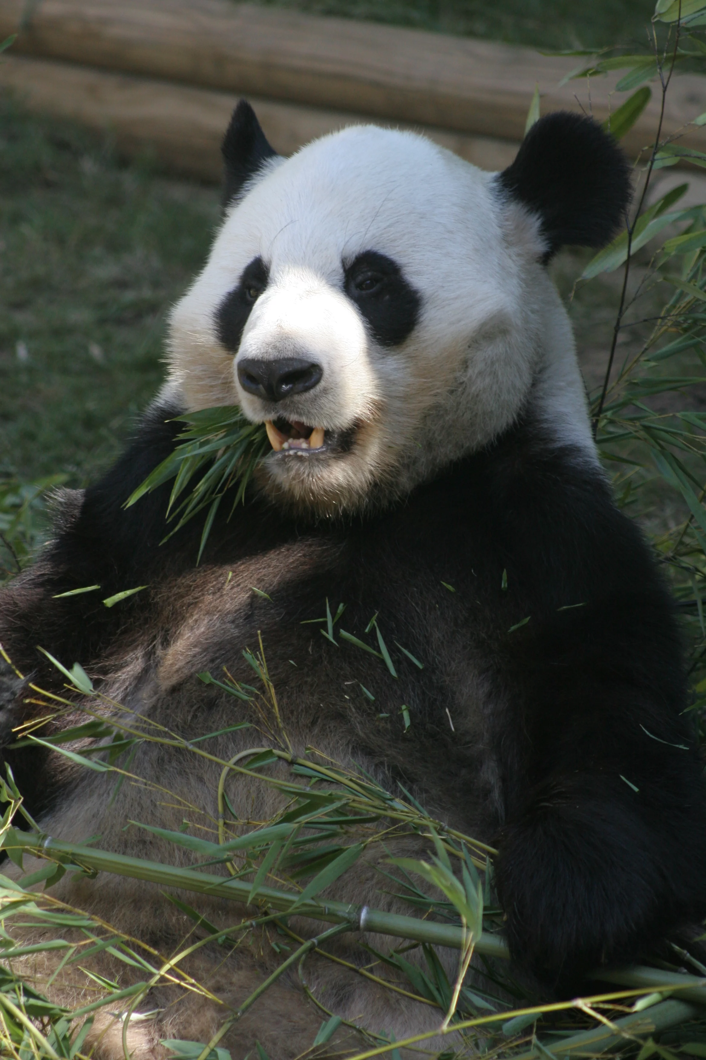 Zoo Atlanta