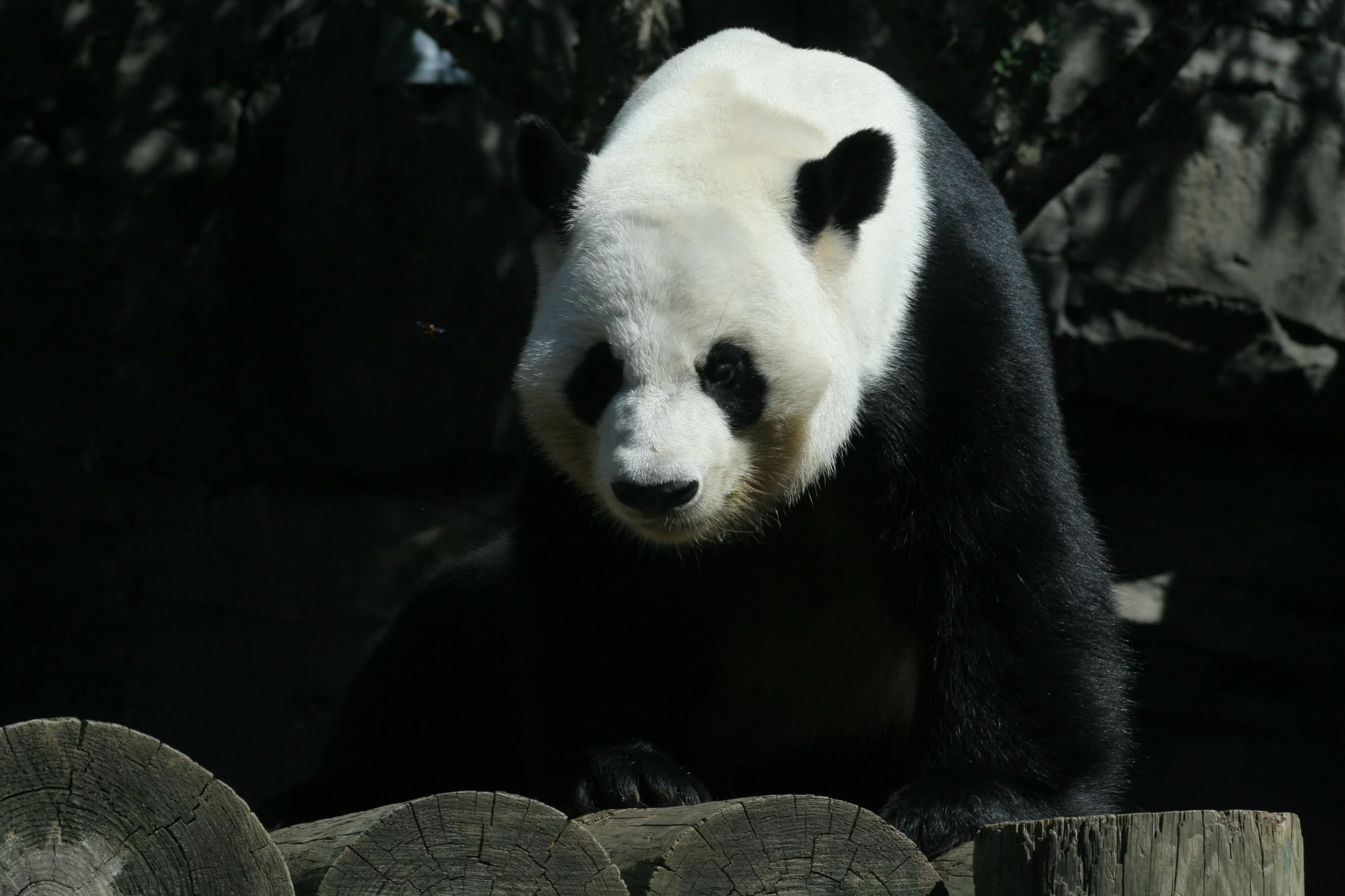 Zoo Atlanta