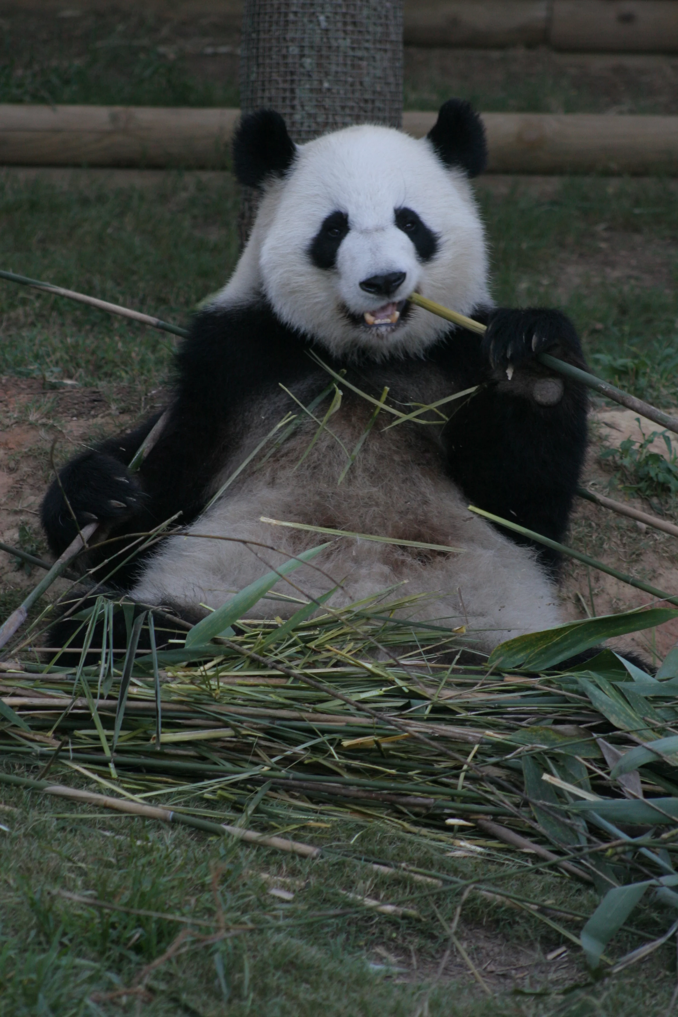 Zoo Atlanta