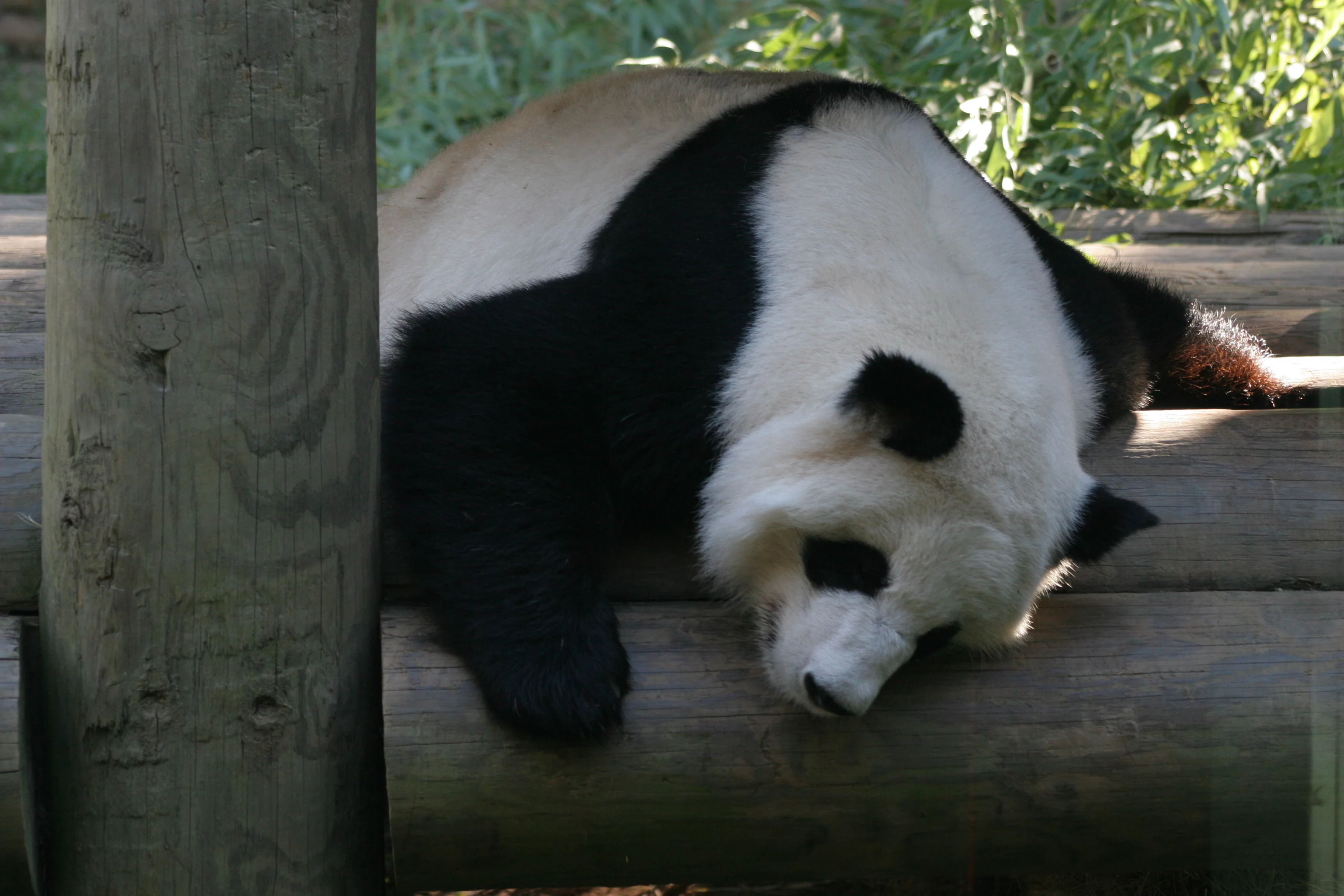 Zoo Atlanta