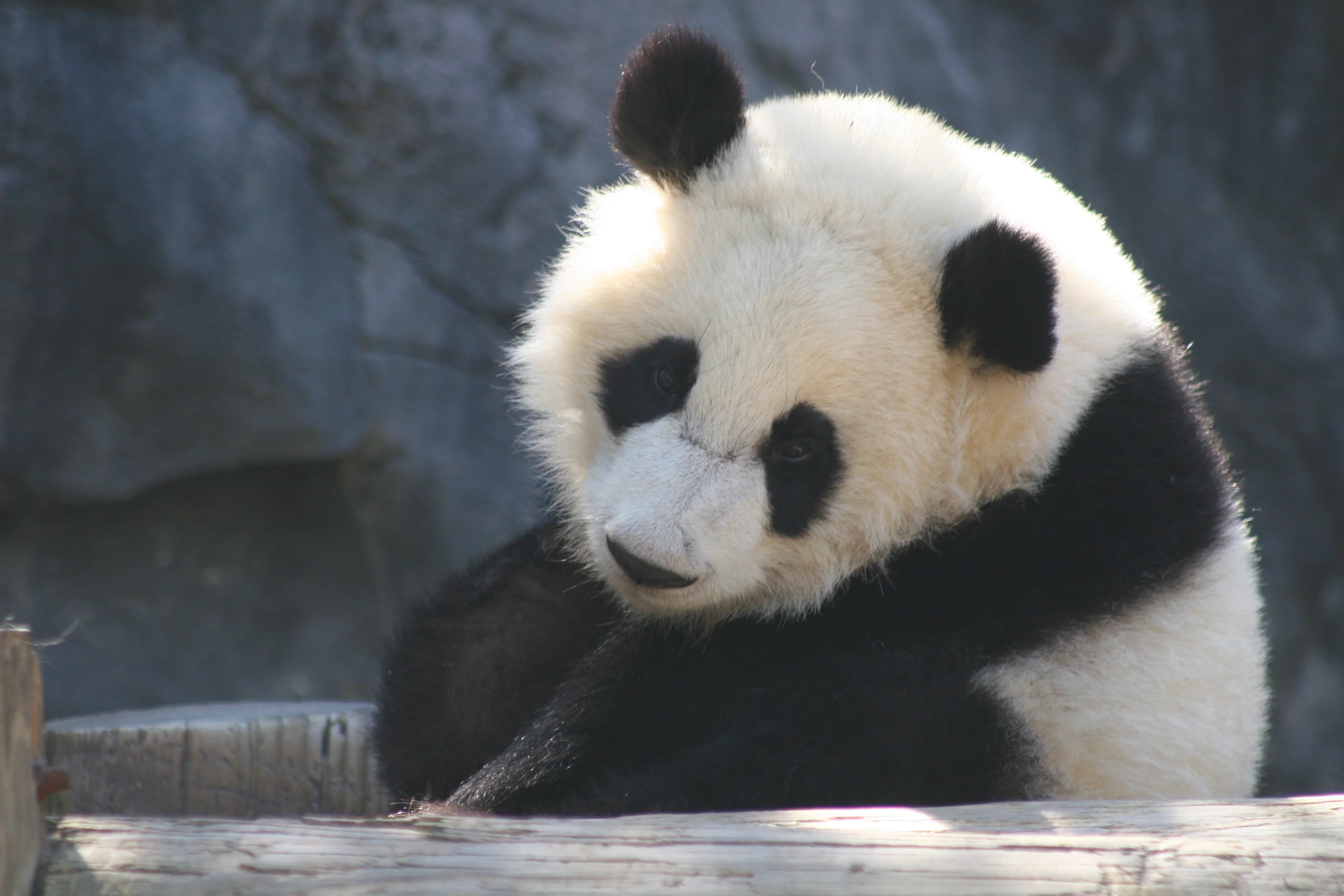 Zoo Atlanta