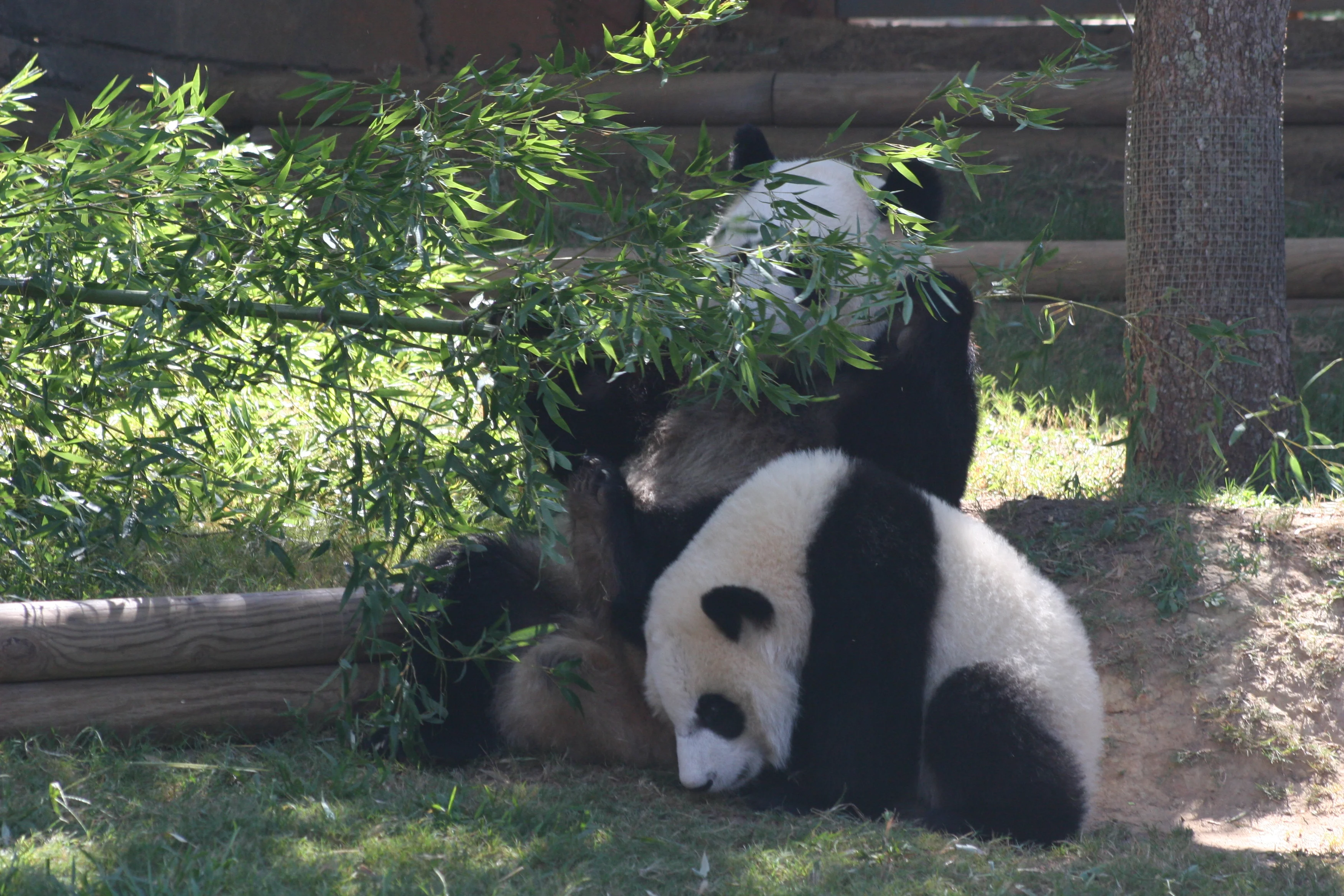 Zoo Atlanta