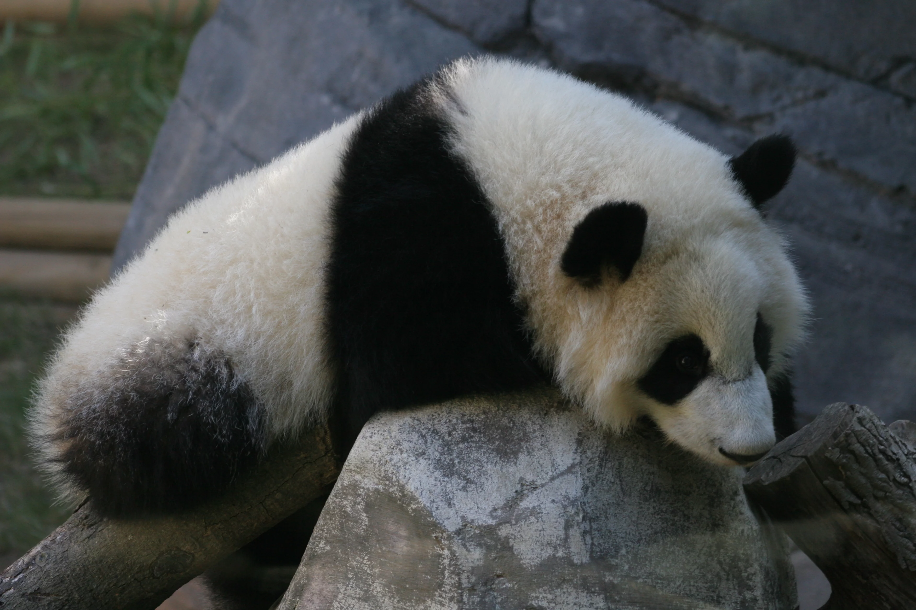 Zoo Atlanta